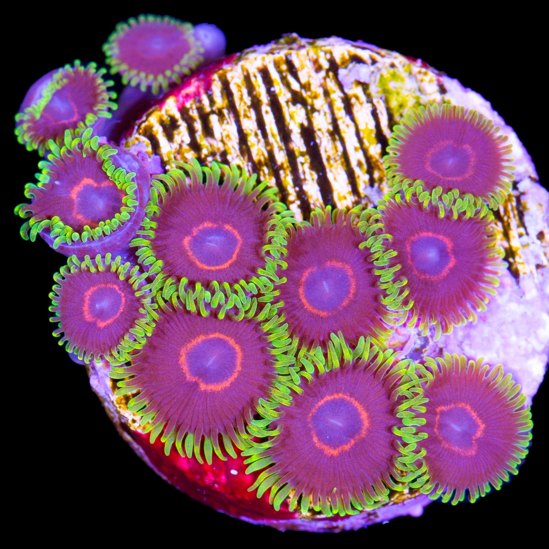 Vivid's Red Rim Purple Heart Zoanthids