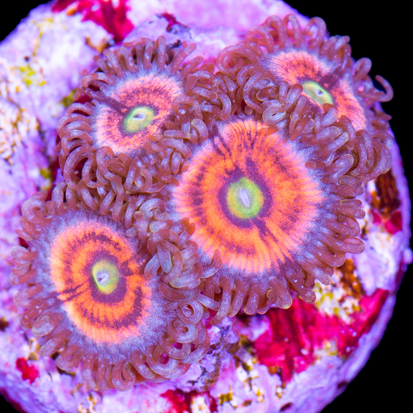 Vivid's Gobstopper Zoanthids