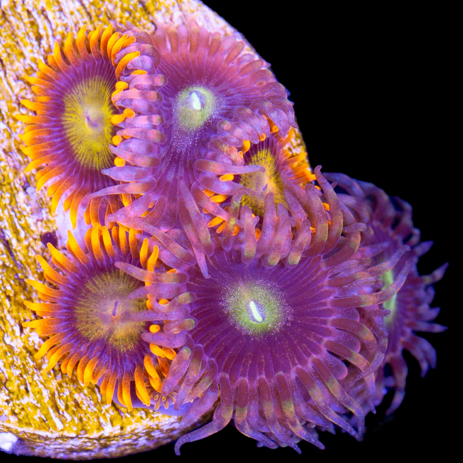 Vivid's Mandarin & Bozo Zoanthid Combo