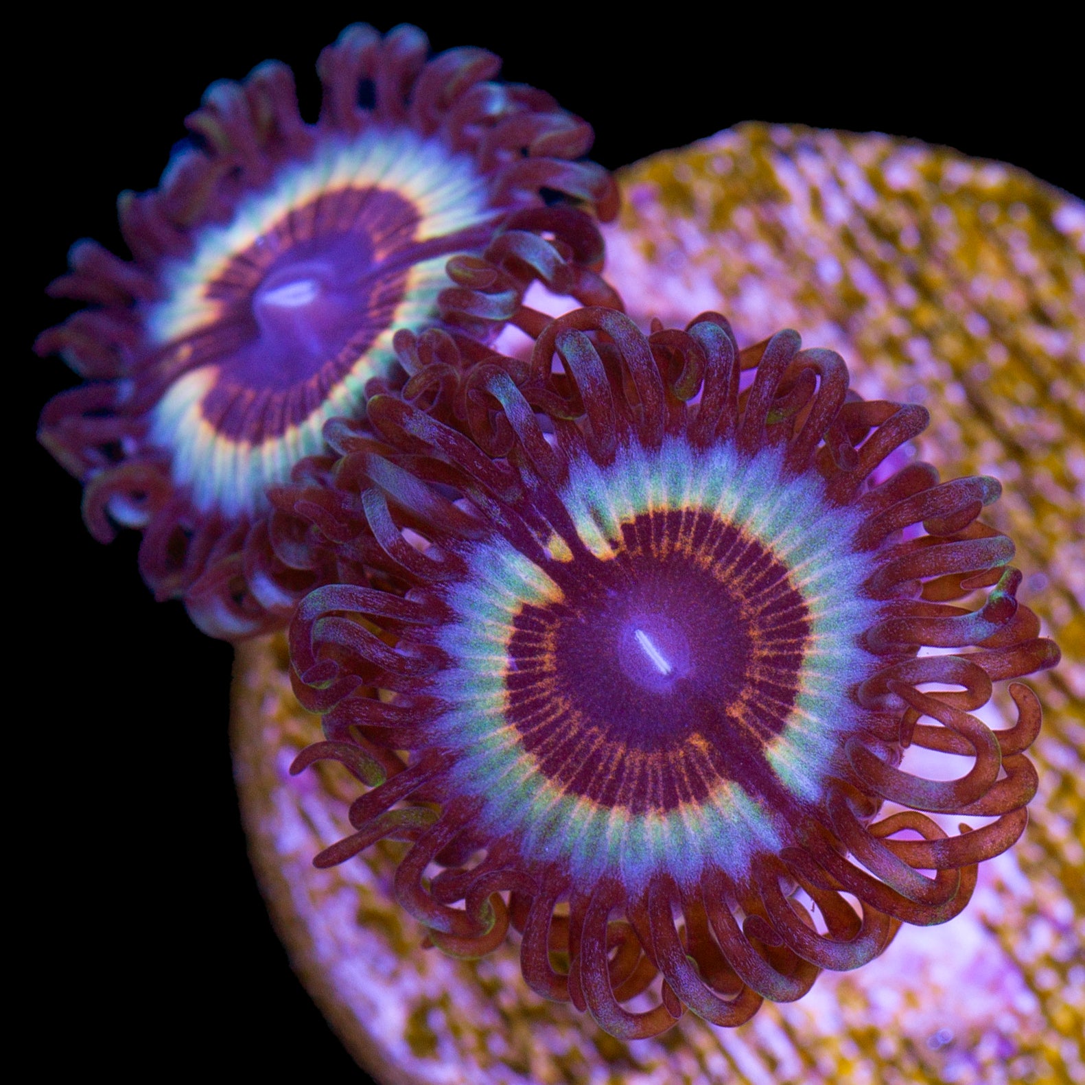 Vivid's Sonic Flare Zoanthids