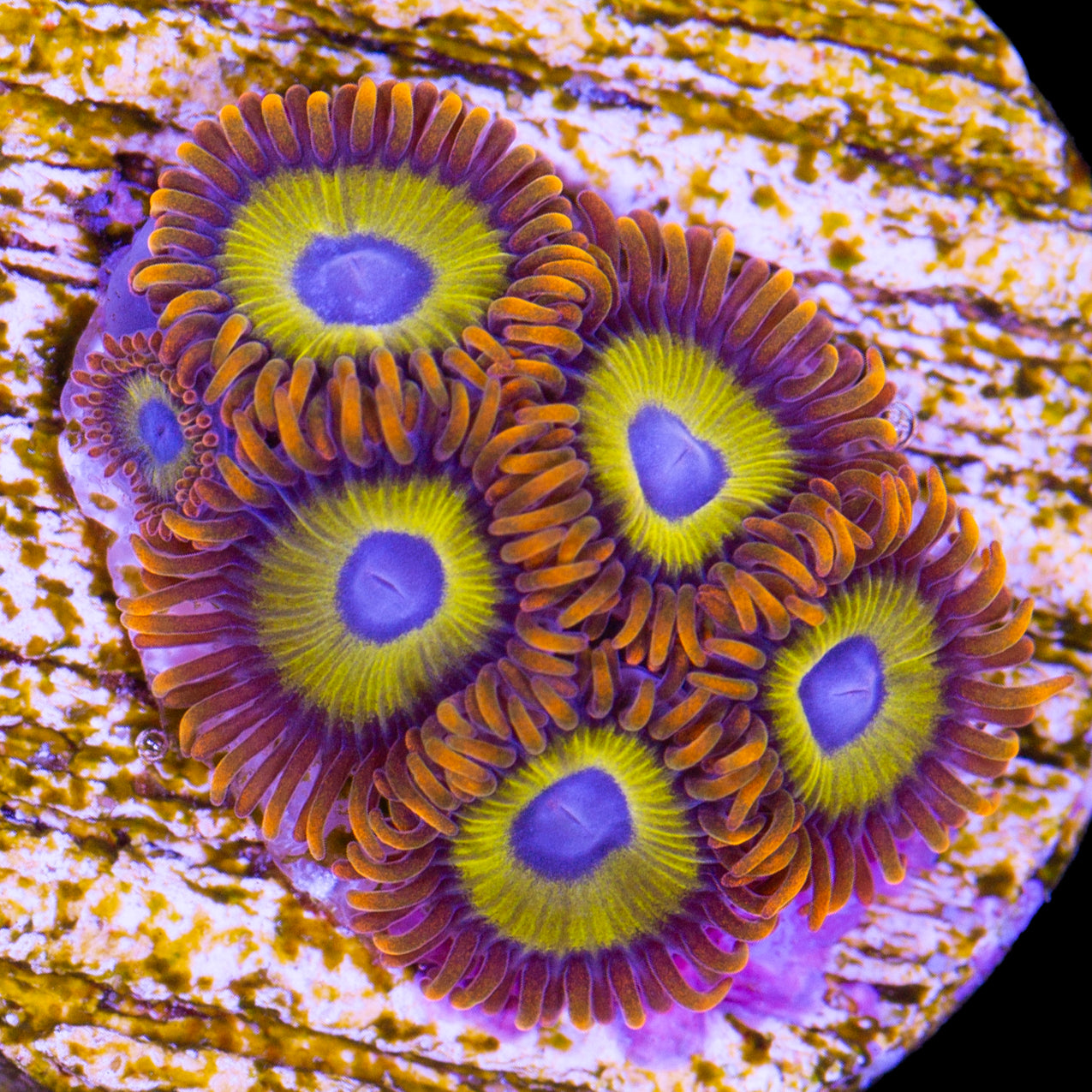 Vivid's Fruit Loop Zoanthids