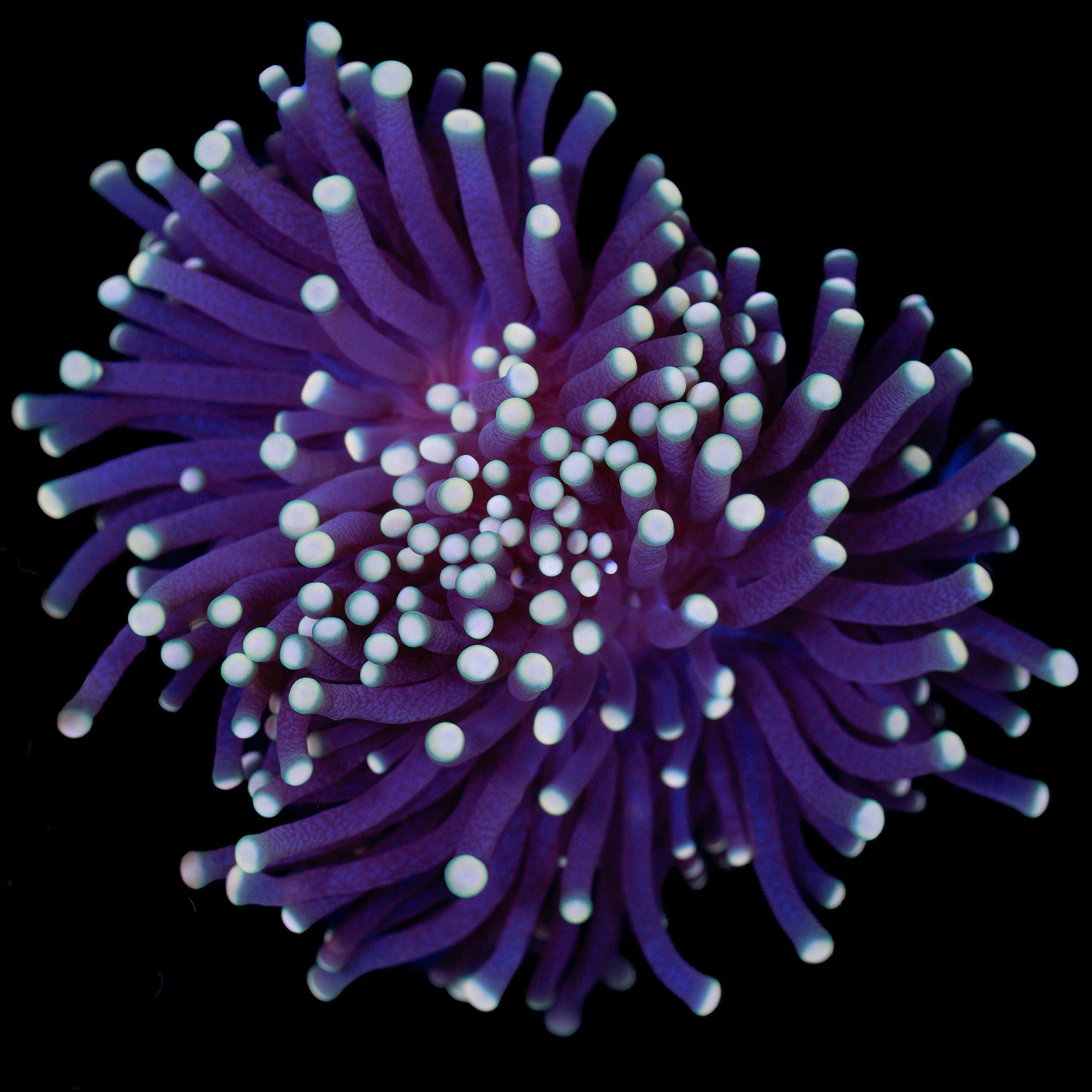 Yellow Tip Torch Coral Vivid Aquariums