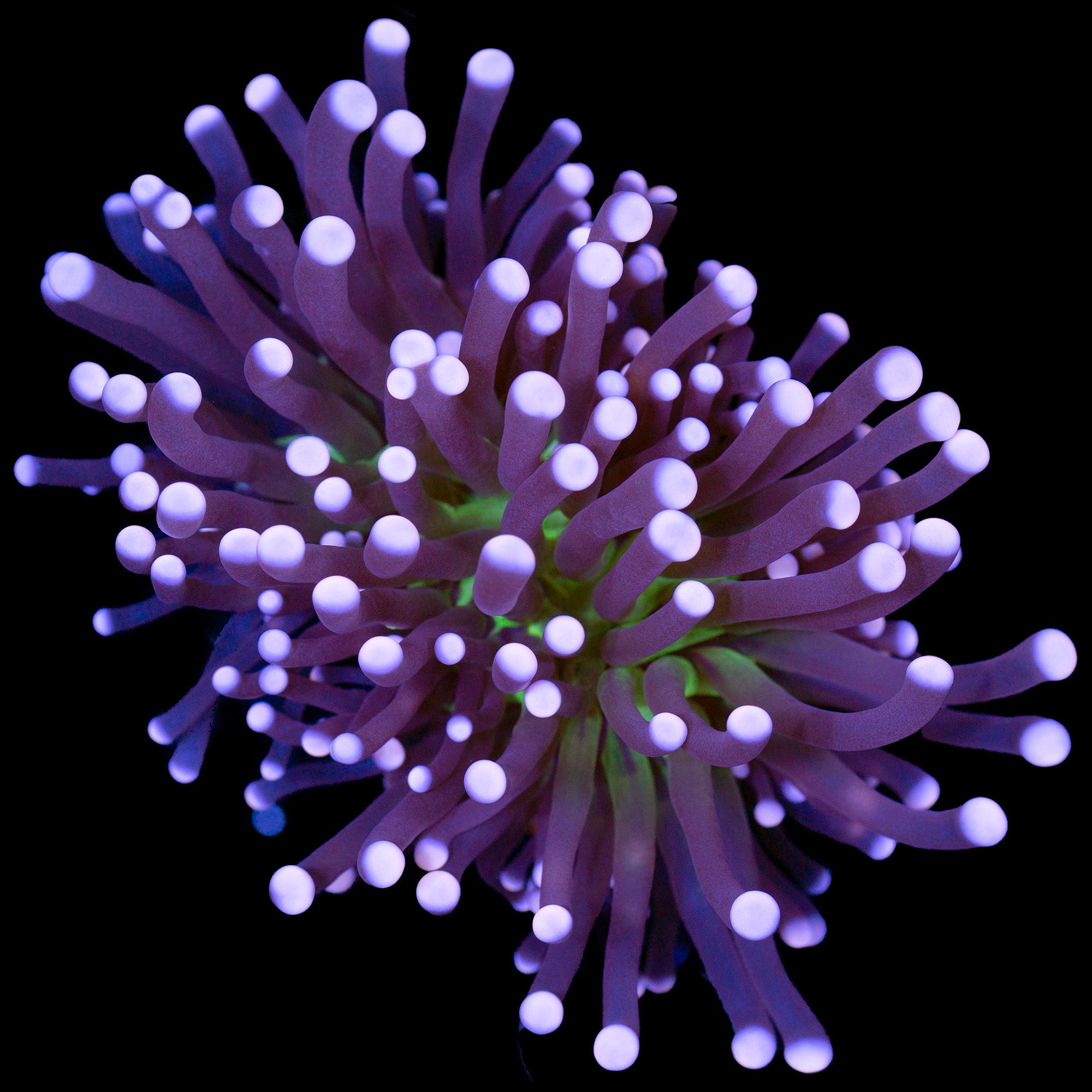 Ultra Pink Tip Atomic Torch Coral