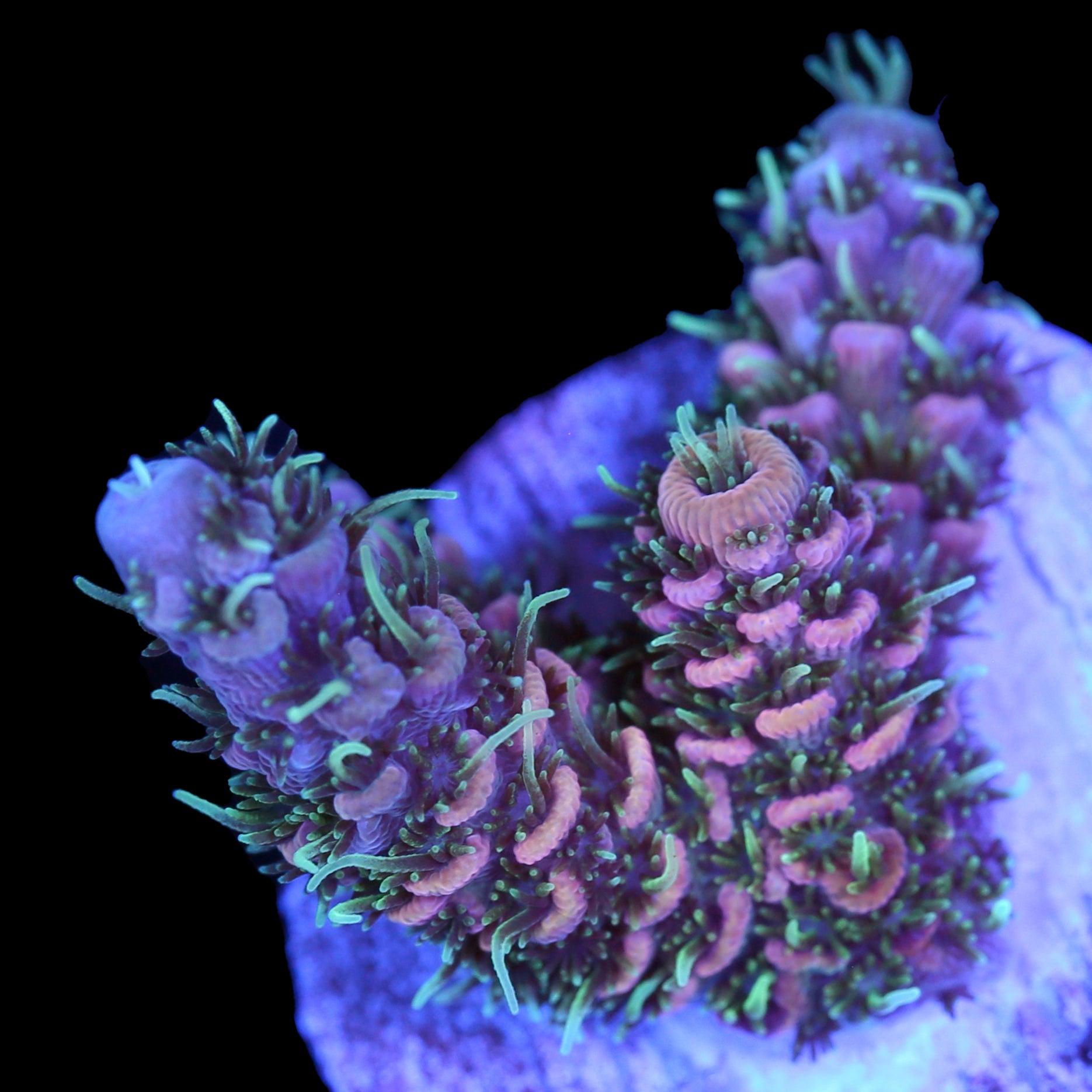 Raspberry Millepora Acropora Coral