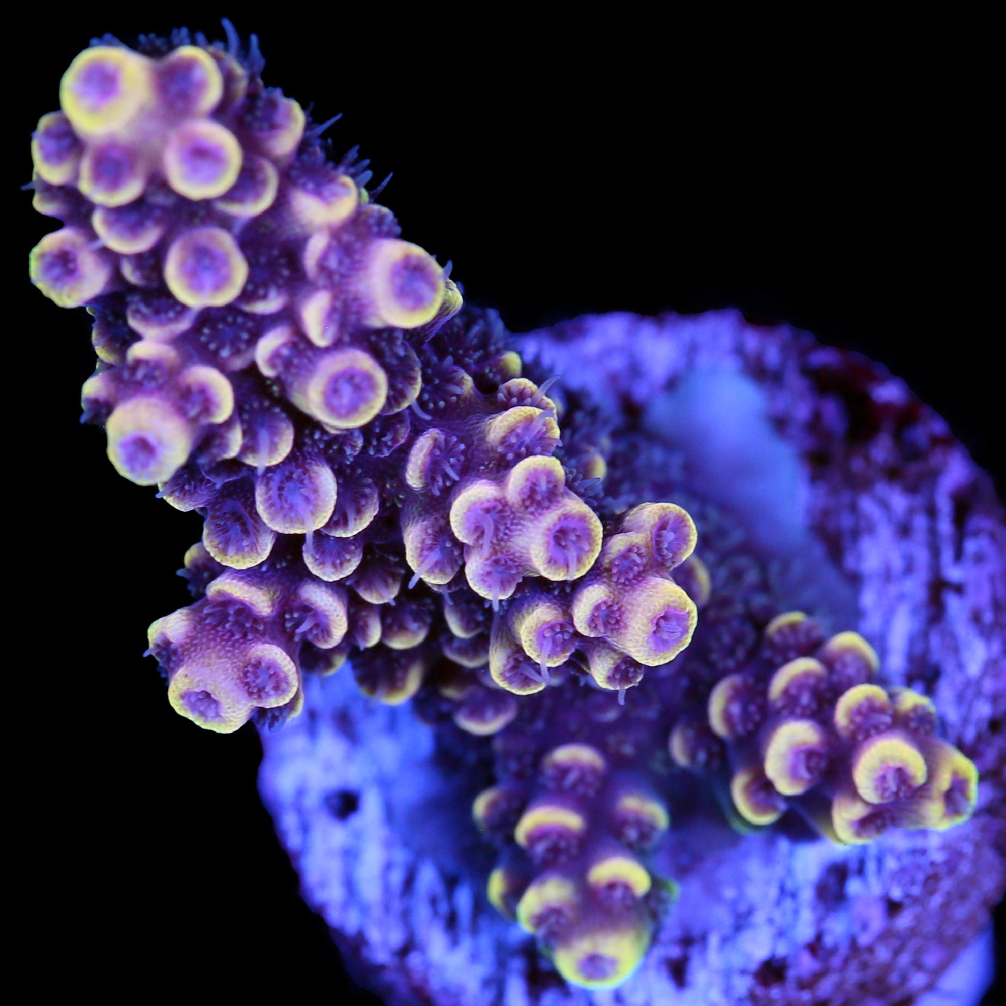 Nightrain Acropora Coral