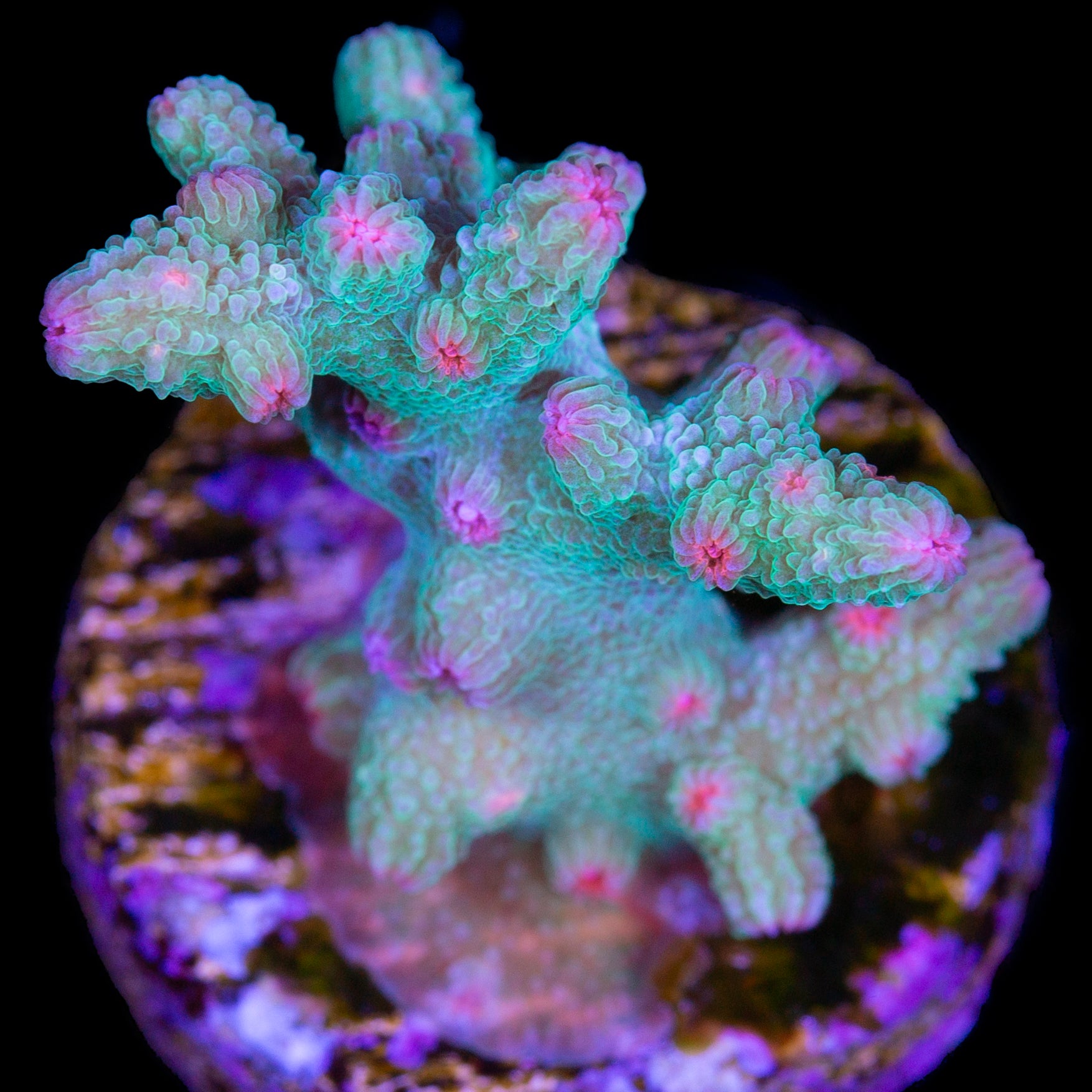 Aquaman Branching Cyphastrea Coral