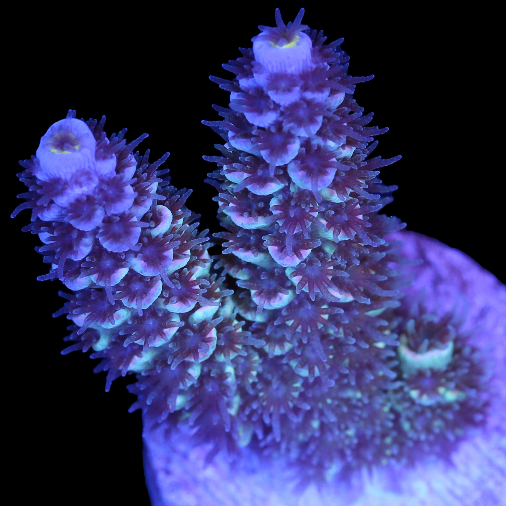 Fuzz Buzz Malaysian Tenuis Acropora Coral