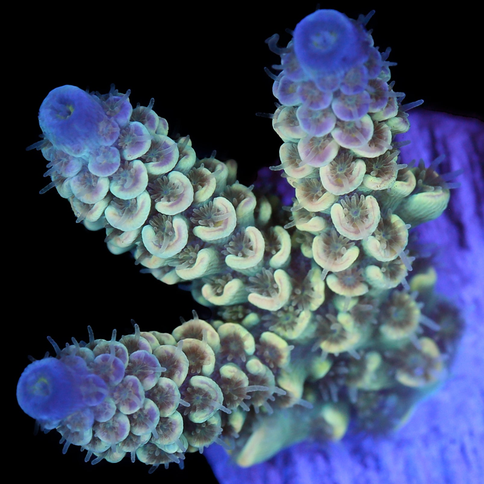 Blue & Gold Tenuis Acropora Coral