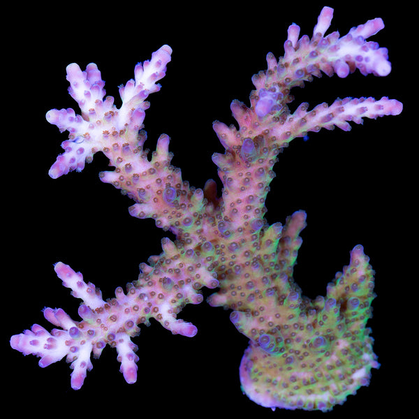 XL Blue Green Tort Acropora Coral Colony - Vivid Aquariums