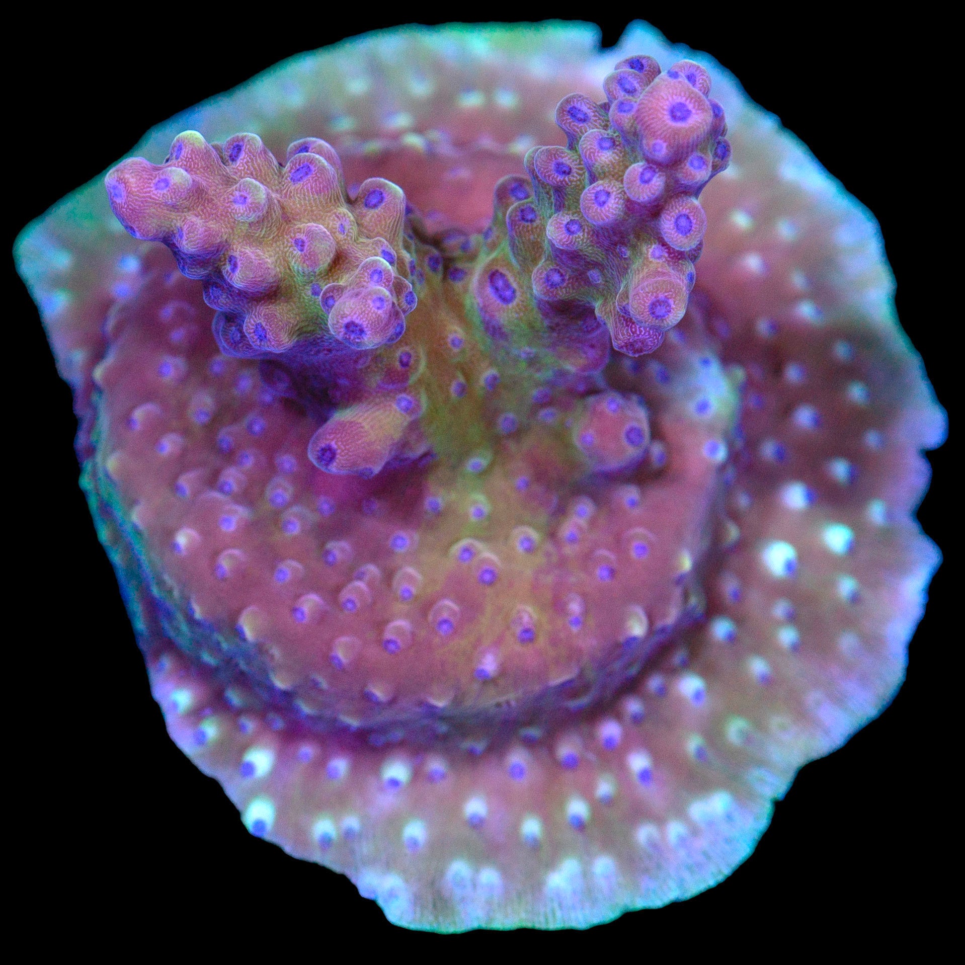 Pink Cadillac Acropora Coral