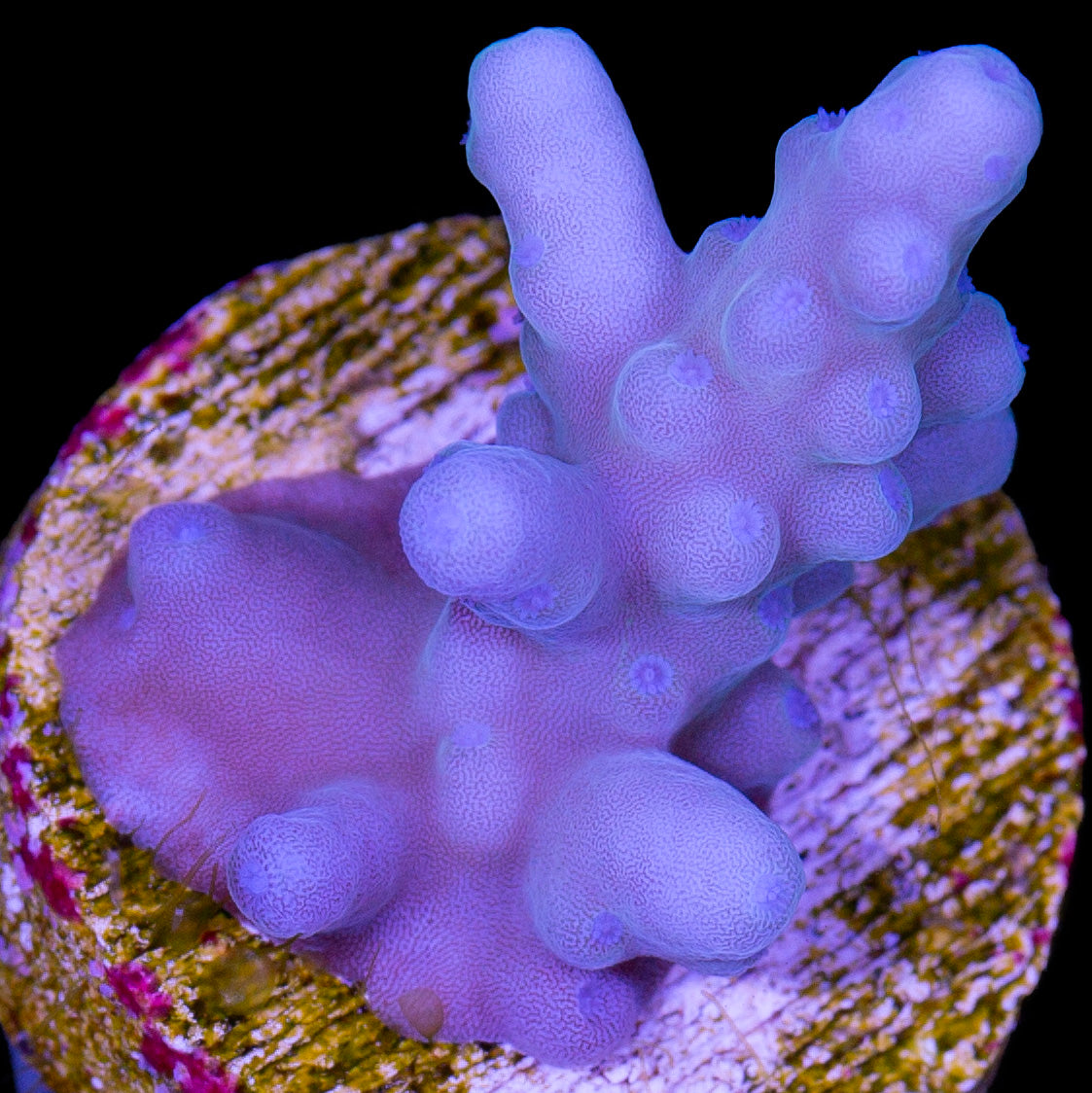 Solomon Islands Purple Monster Acropora (imported 2024)