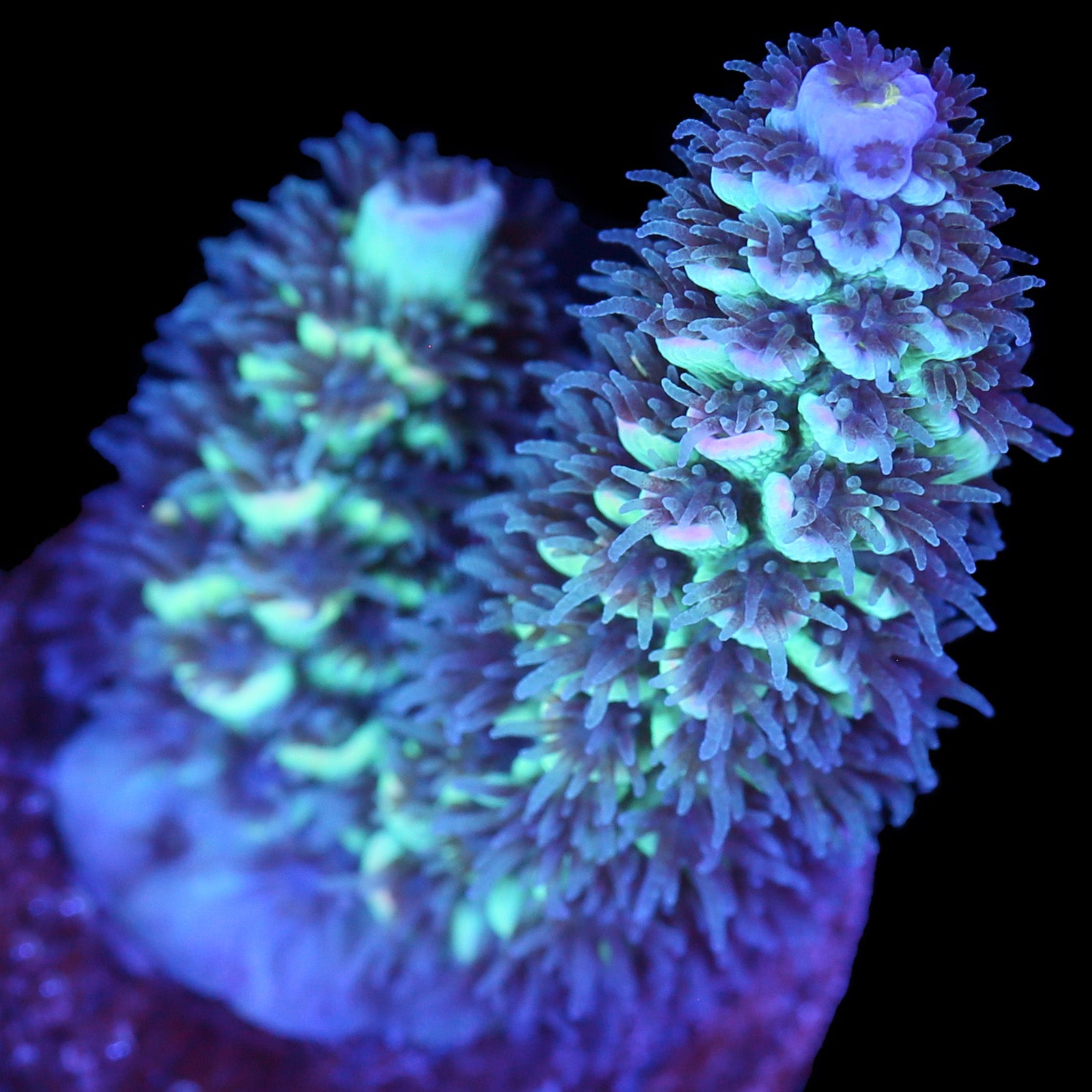 Fuzz Buzz Malaysian Tenuis Acropora Coral