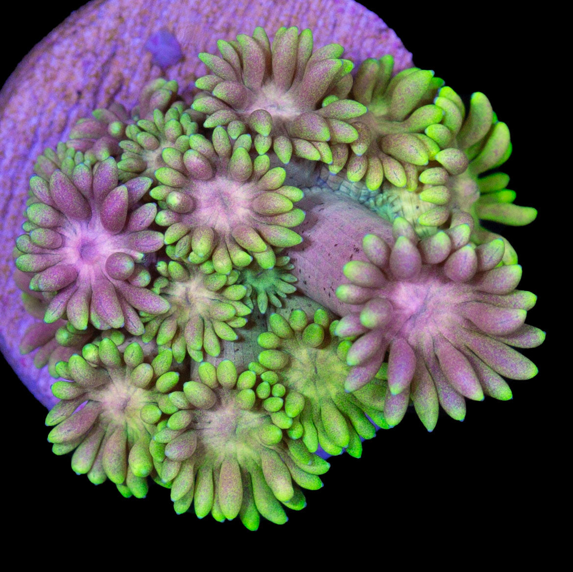 Vivid's Yellow Rose Goniopora Coral