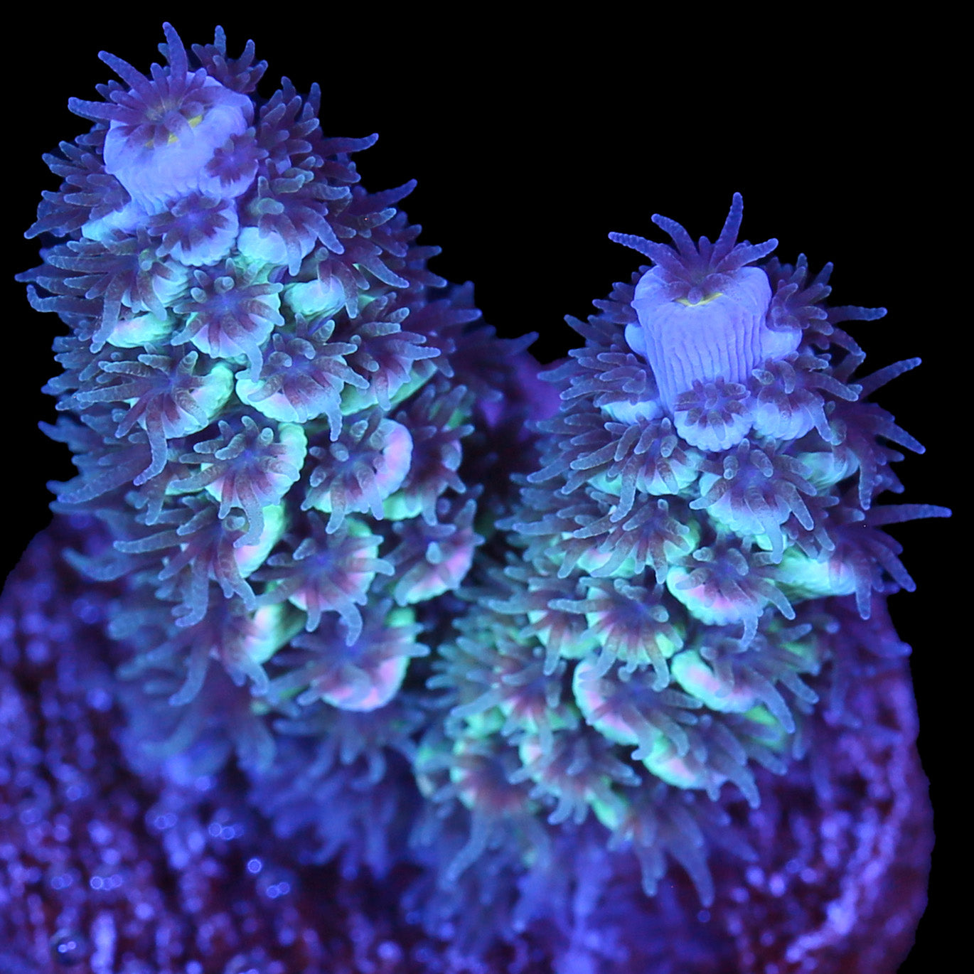 Fuzz Buzz Malaysian Tenuis Acropora Coral