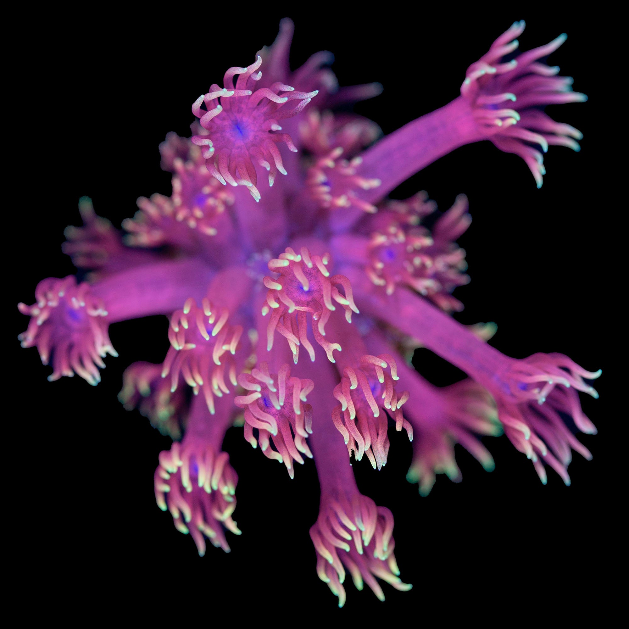 Insane Mai Tai Goniopora Coral