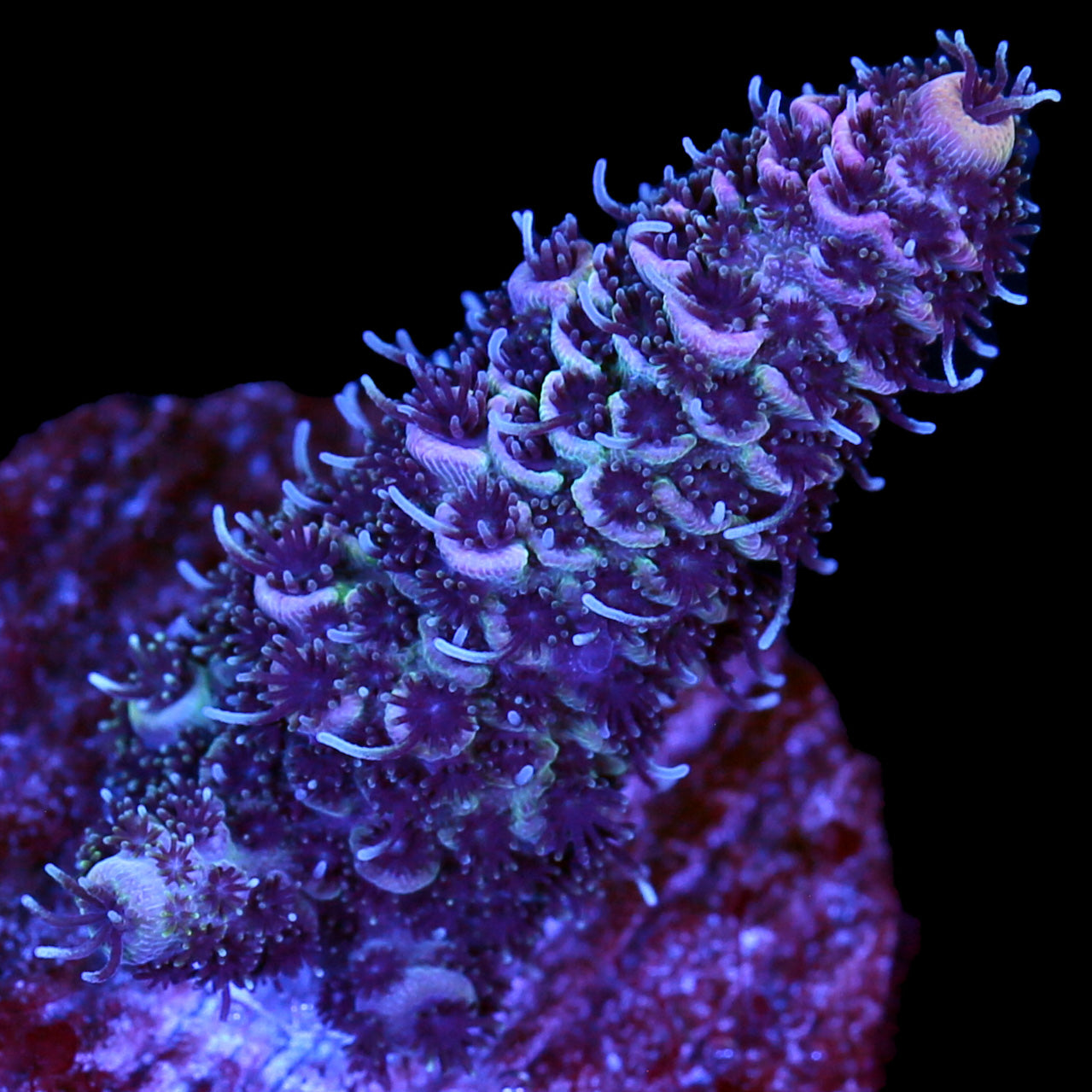 Boysenberry Millepora Coral