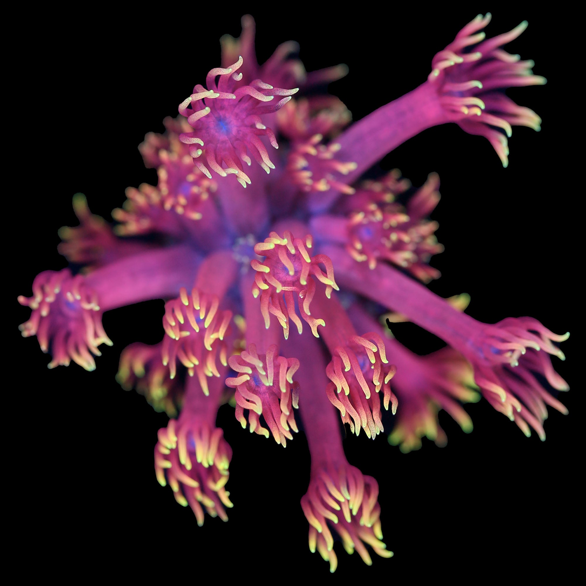 Insane Mai Tai Goniopora Coral