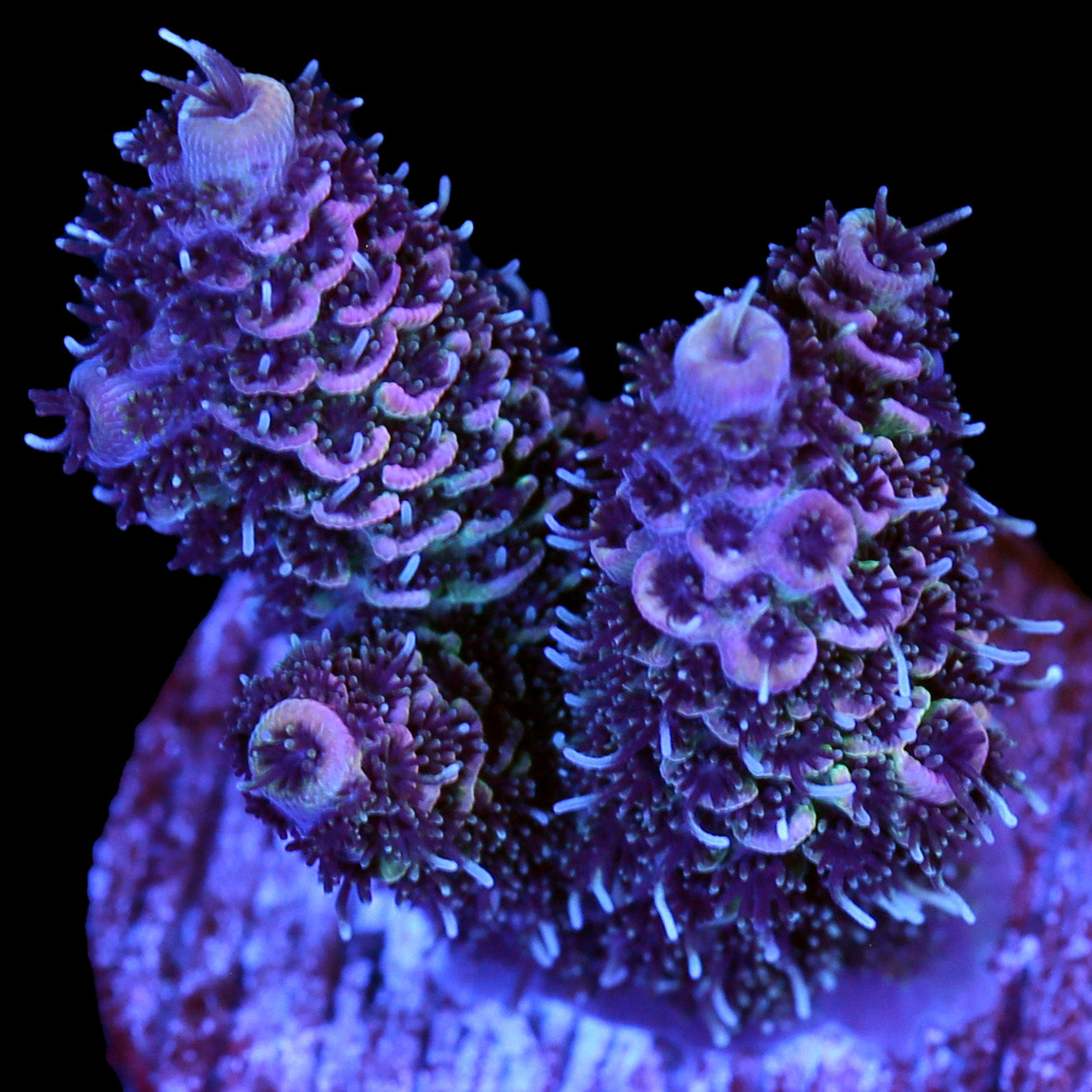 Boysenberry Millepora Coral