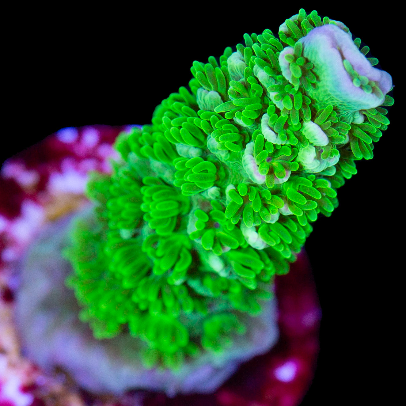 Jason Fox Homewrecker Acropora Coral - Lg Frag