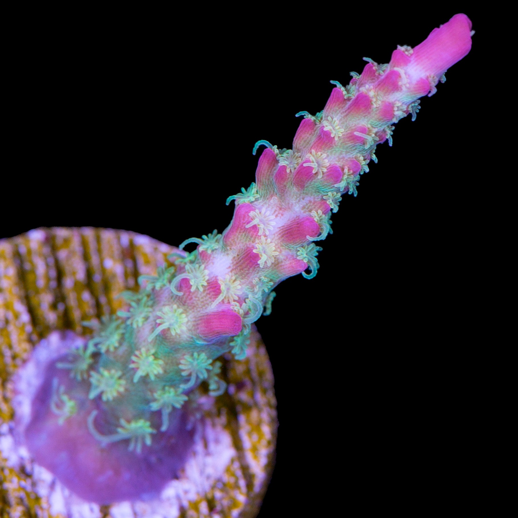 Vivid's Confetti Acropora Coral