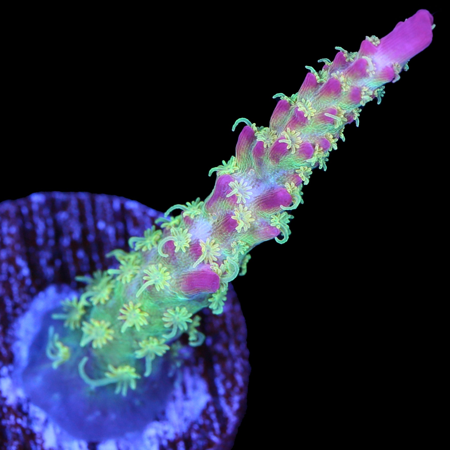 Vivid's Confetti Acropora Coral