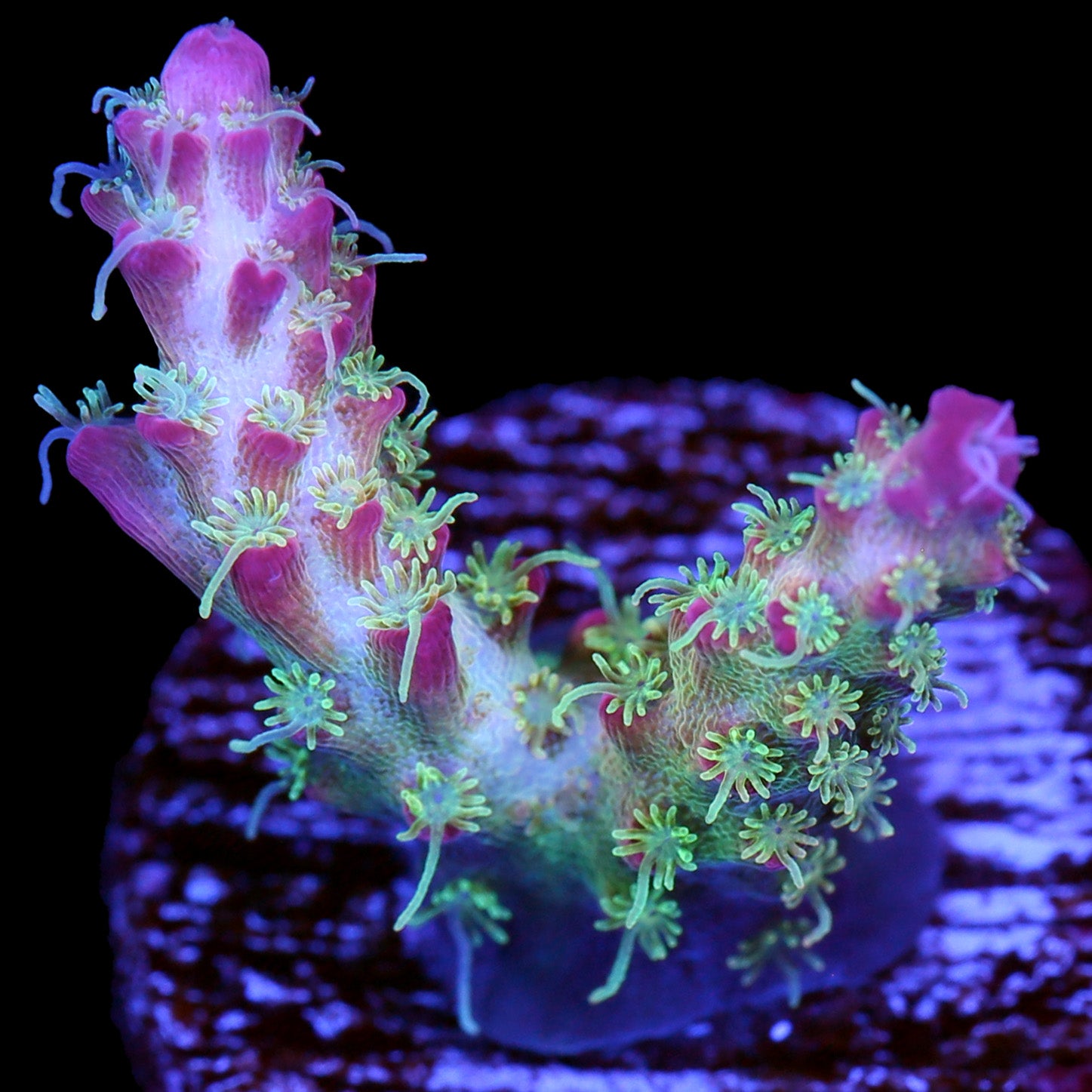 Vivid's Confetti Acropora Coral