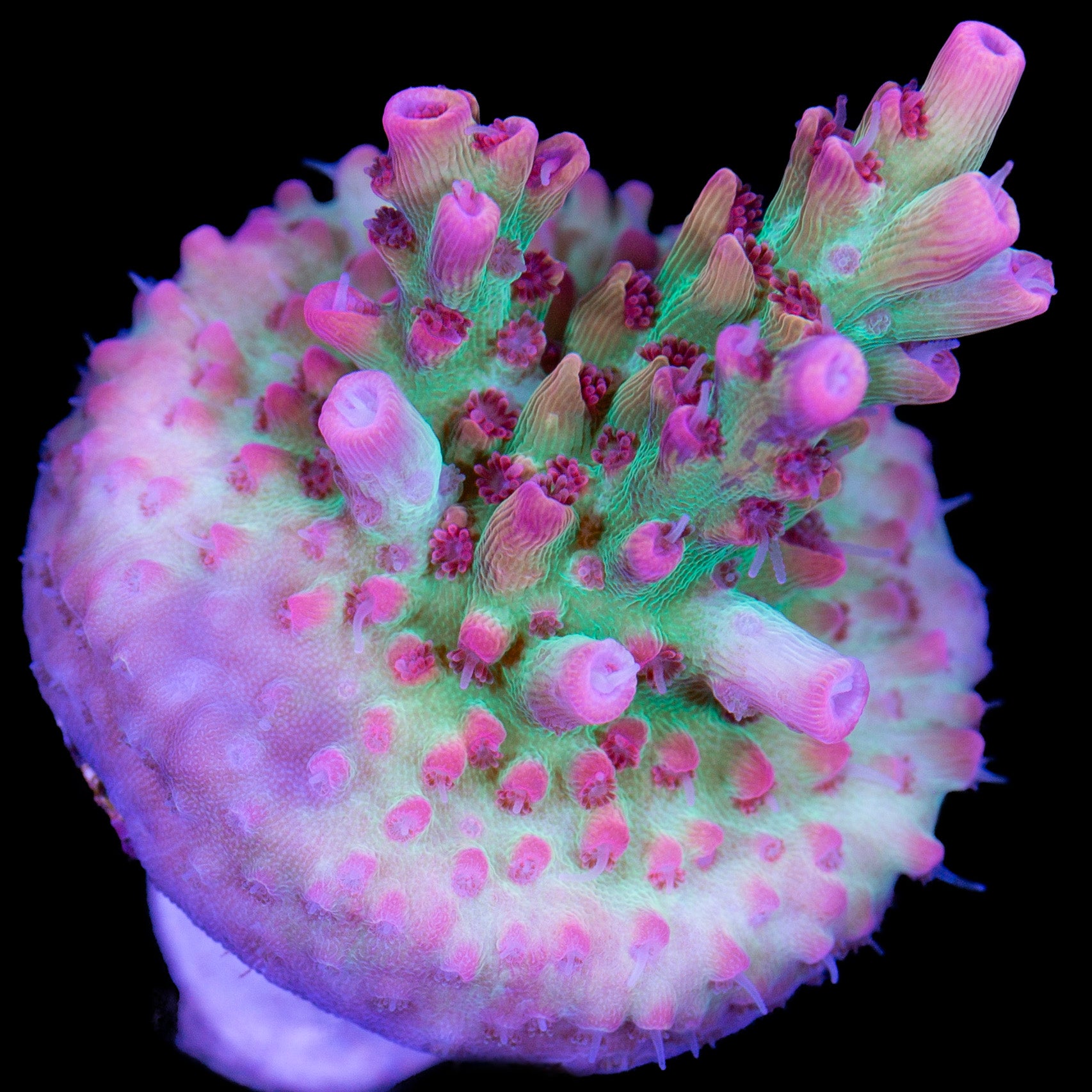 Strawberry Acropora Coral