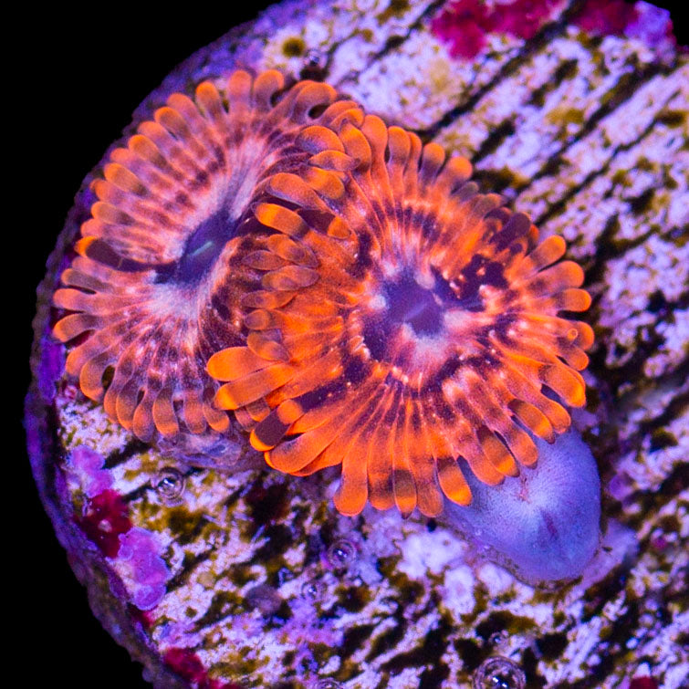 Vivid's Utter Chaos Zoanthids