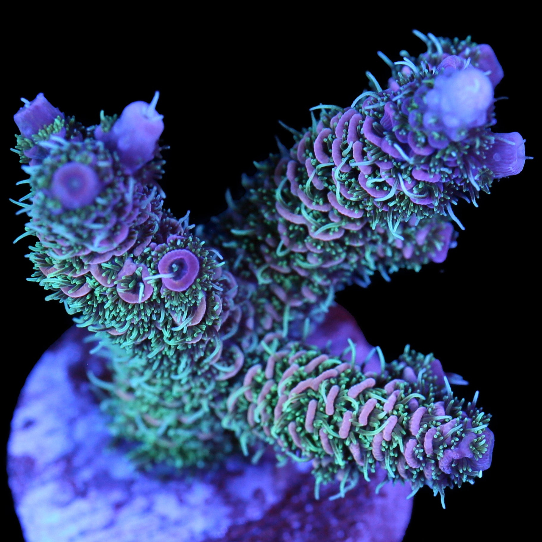 Rainbow Millepora Acropora Coral - Chunky Frag