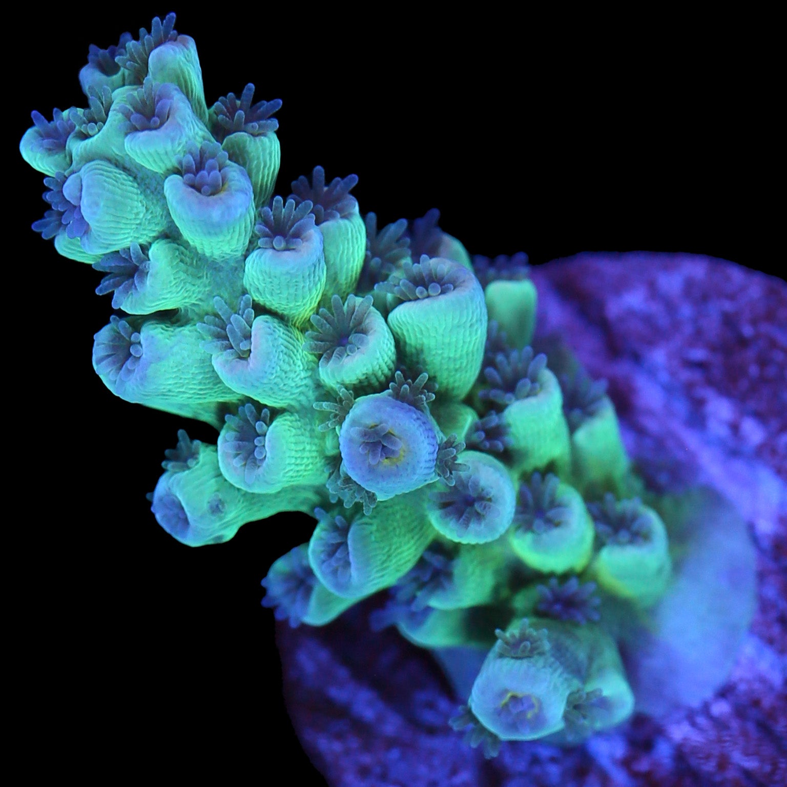 Emerald Tenuis Acropora Coral