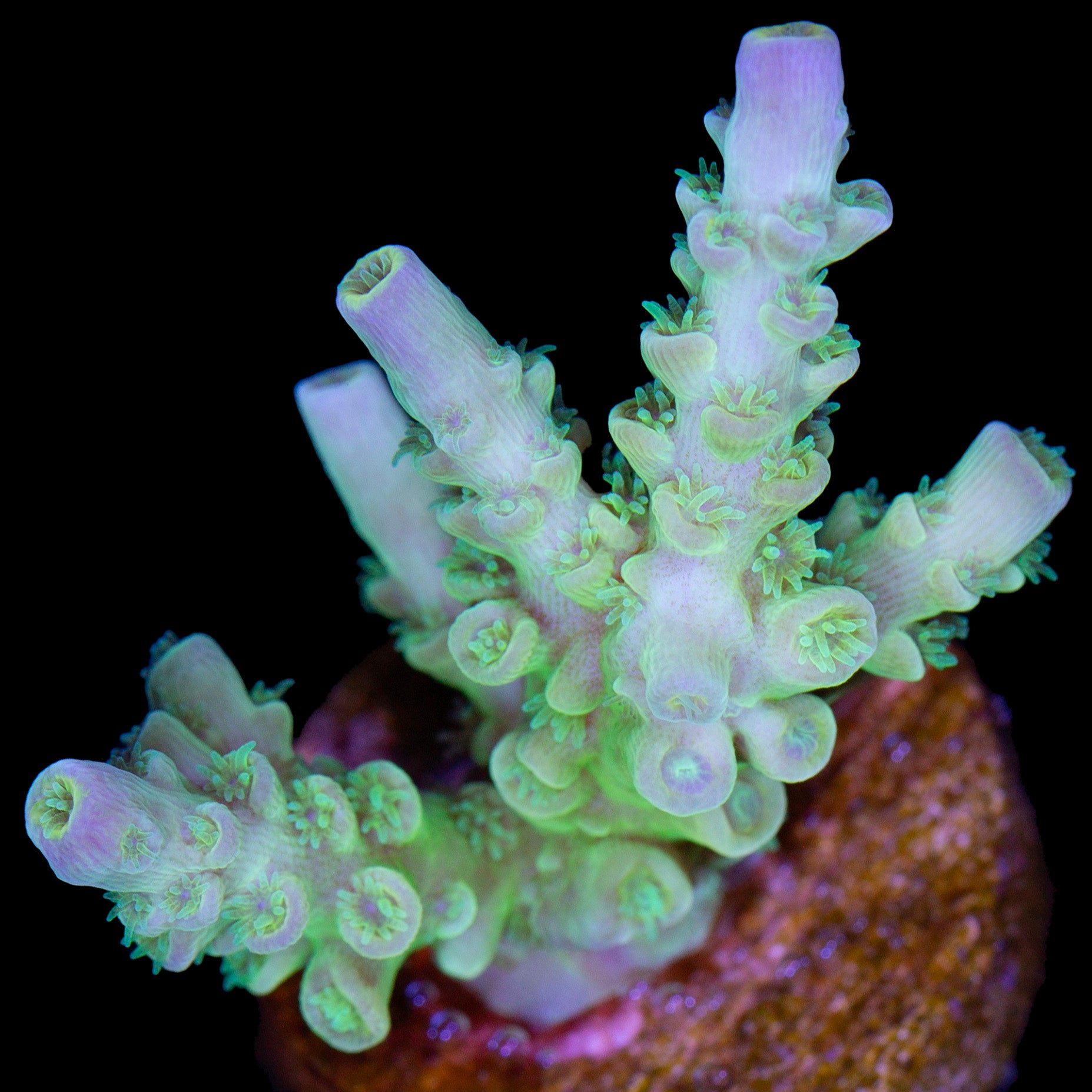 Highlighter Tenuis Acropora Coral