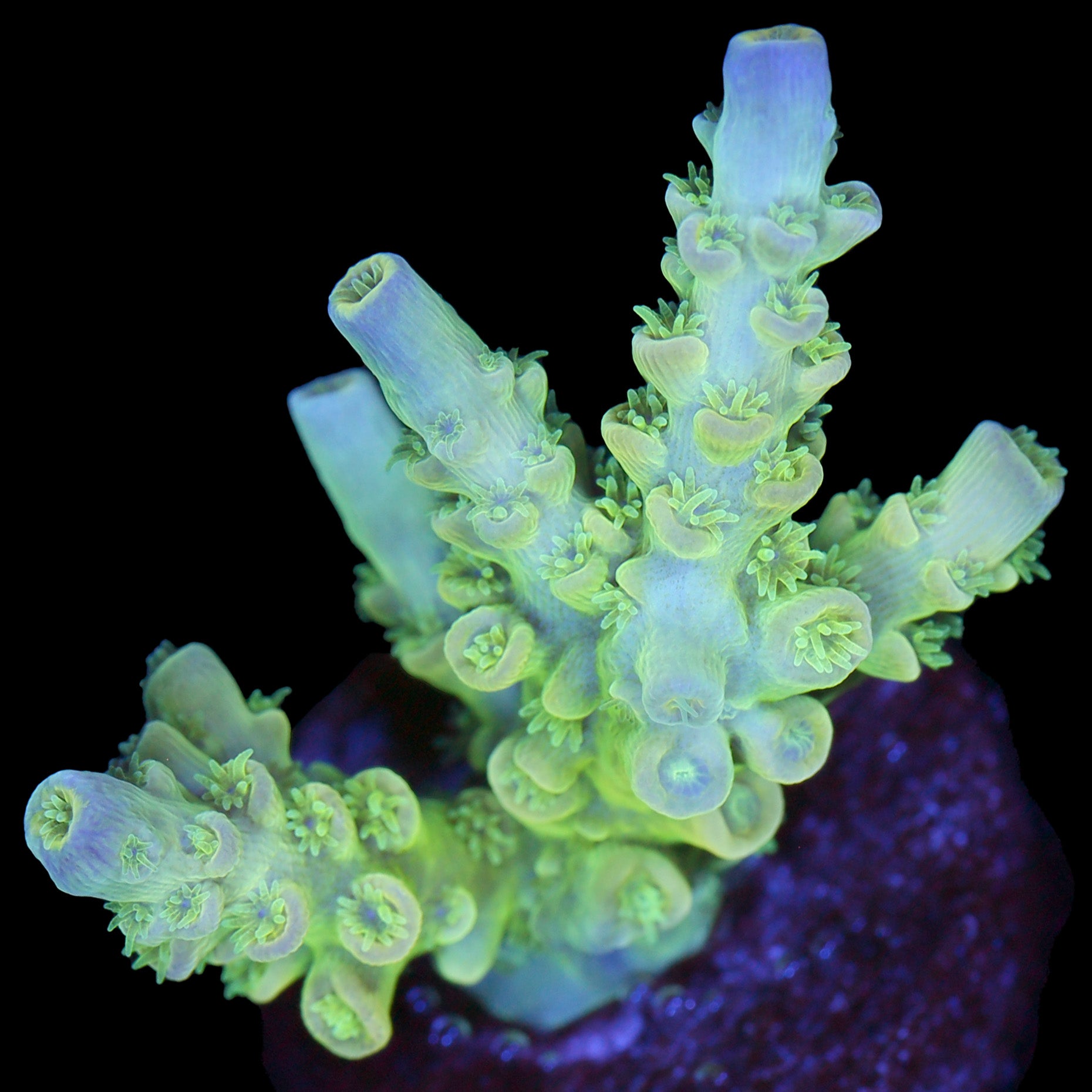 Highlighter Tenuis Acropora Coral