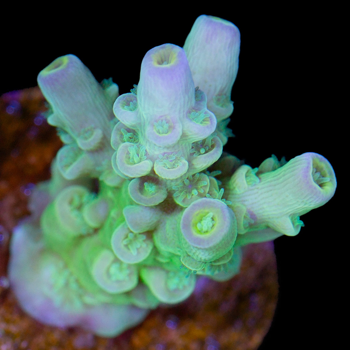 Highlighter Tenuis Acropora Coral