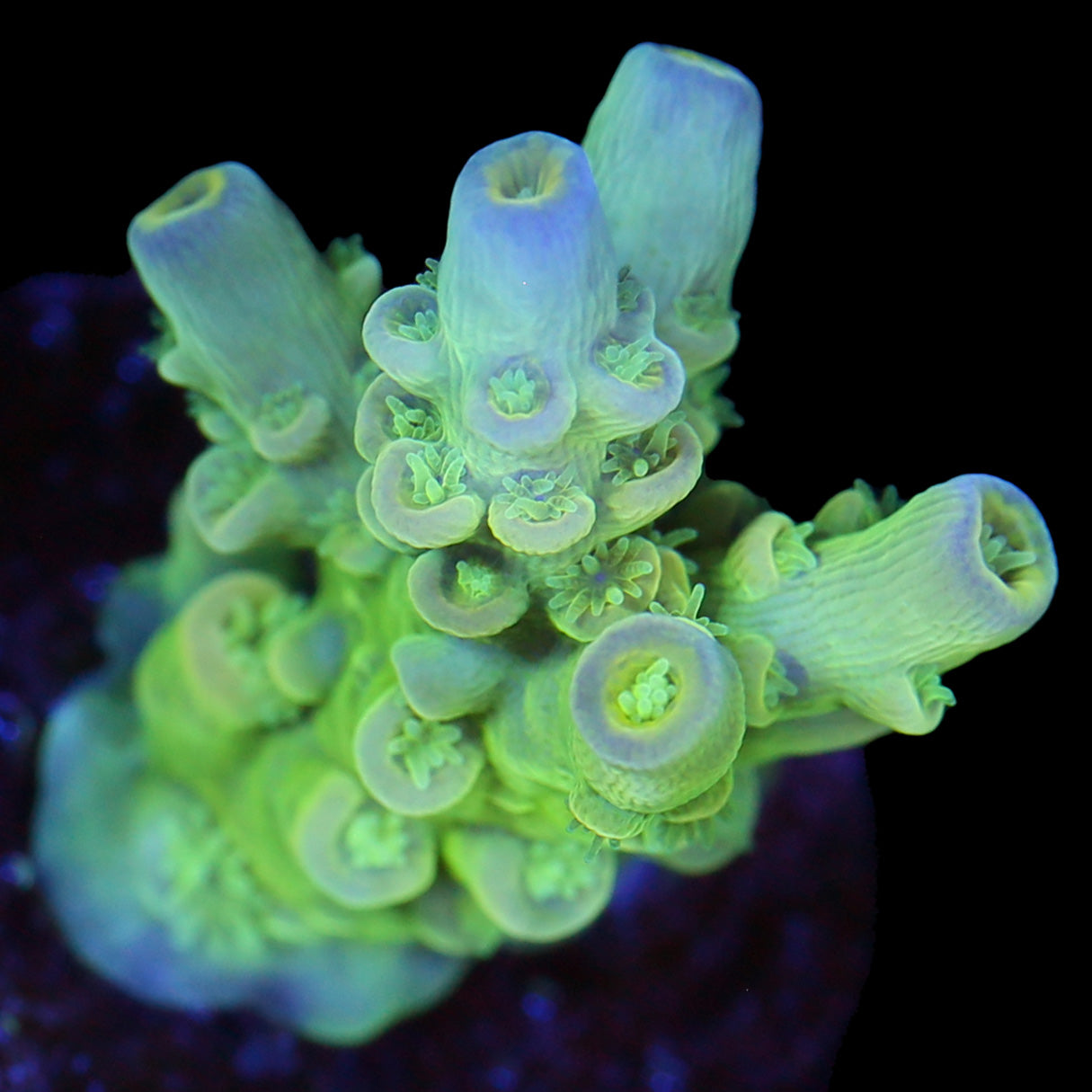 Highlighter Tenuis Acropora Coral