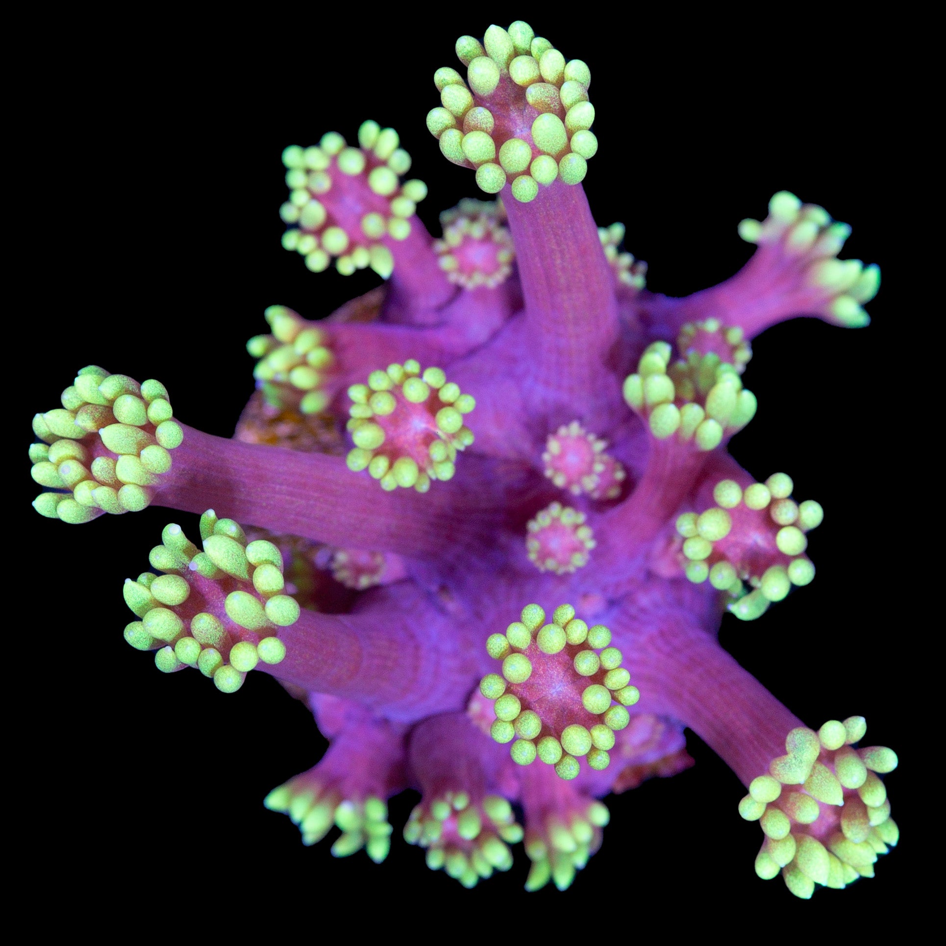 Mai Tai Goniopora Coral