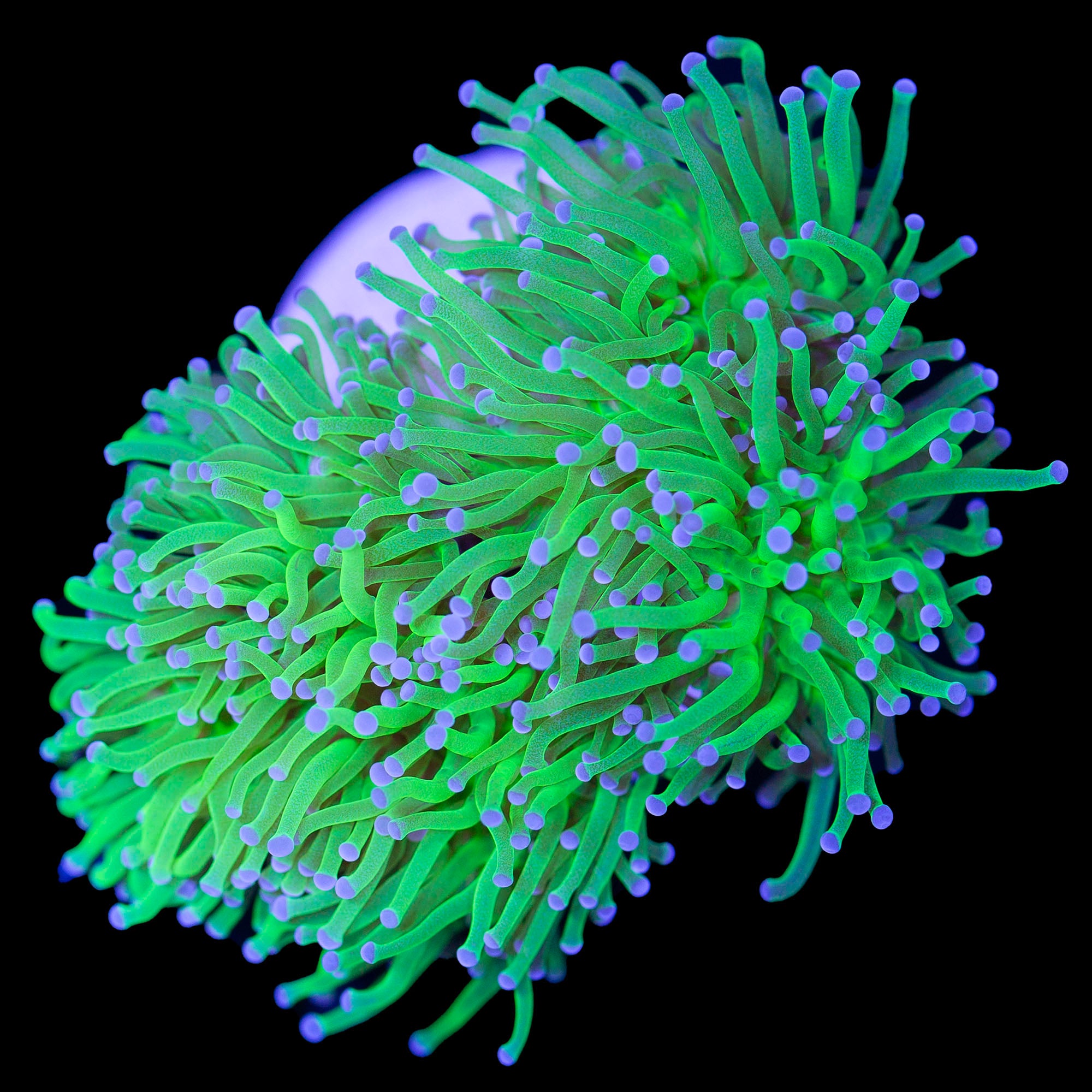 Electric Green Torch Coral