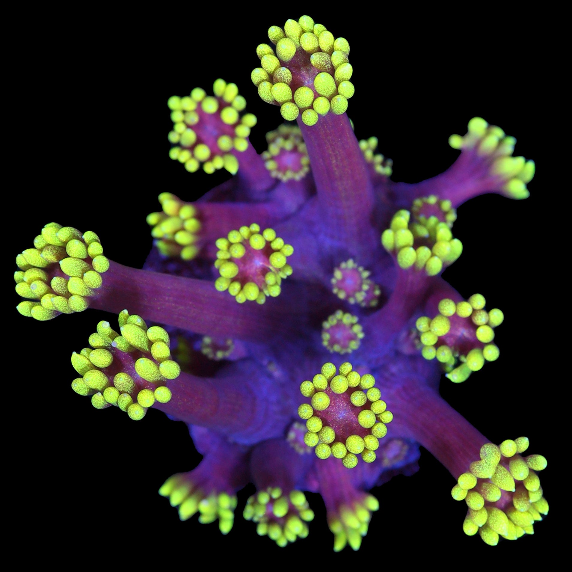 Mai Tai Goniopora Coral