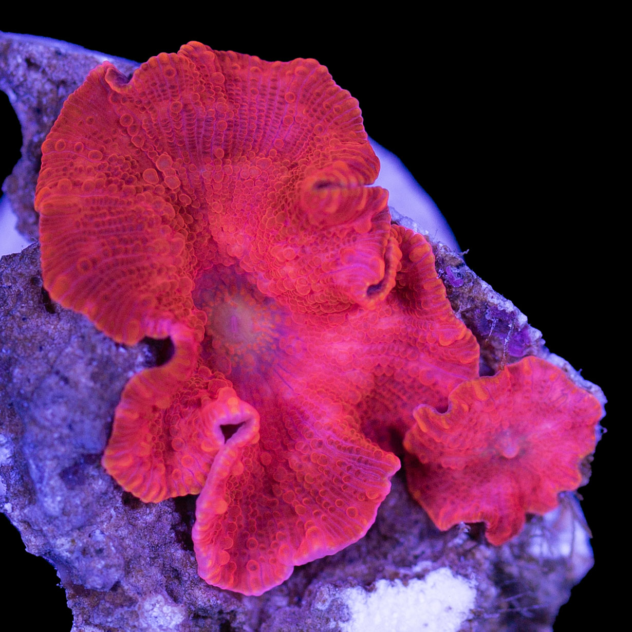 Ultra Red Mushrooms