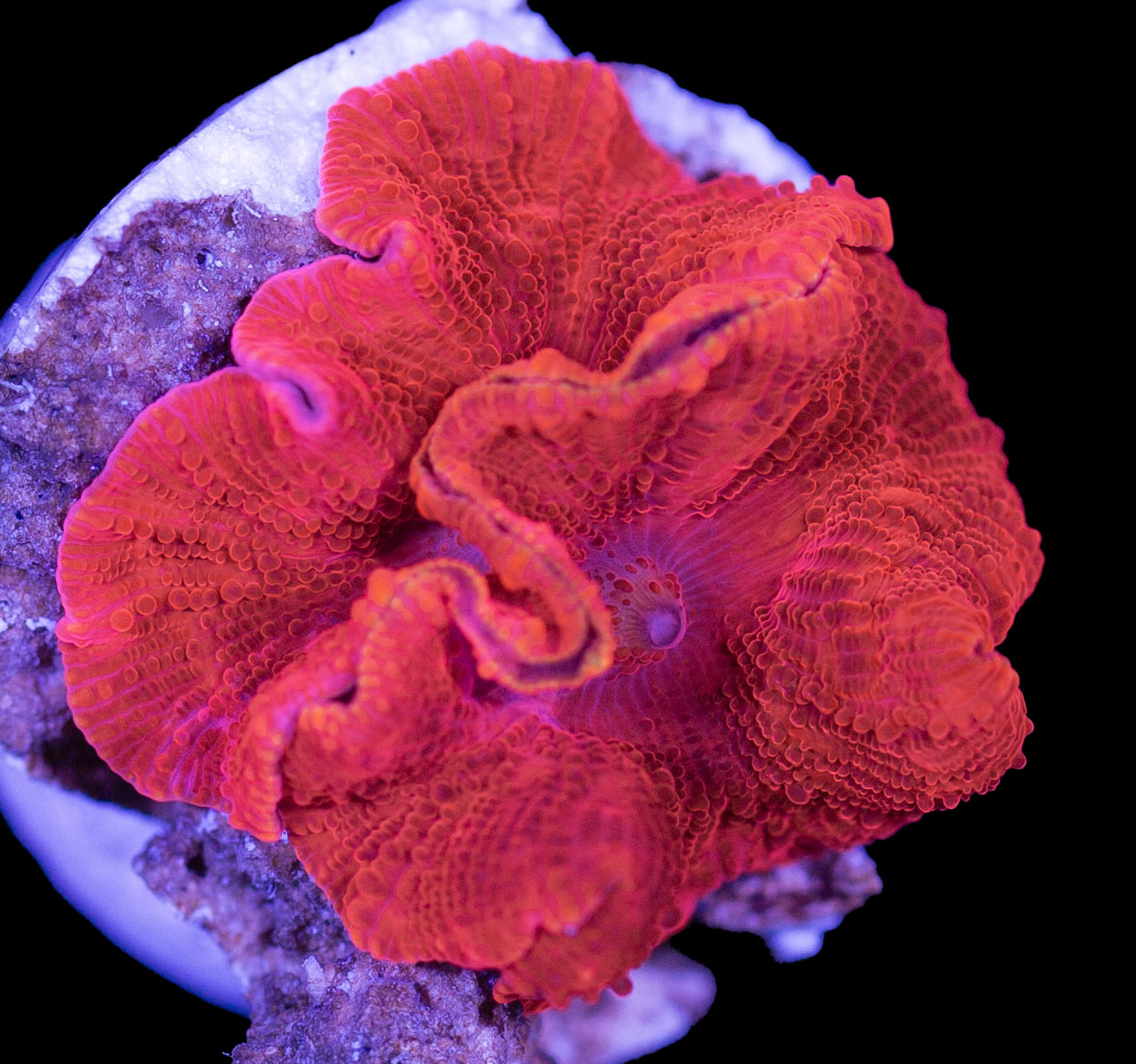 Ultra Red Mushroom