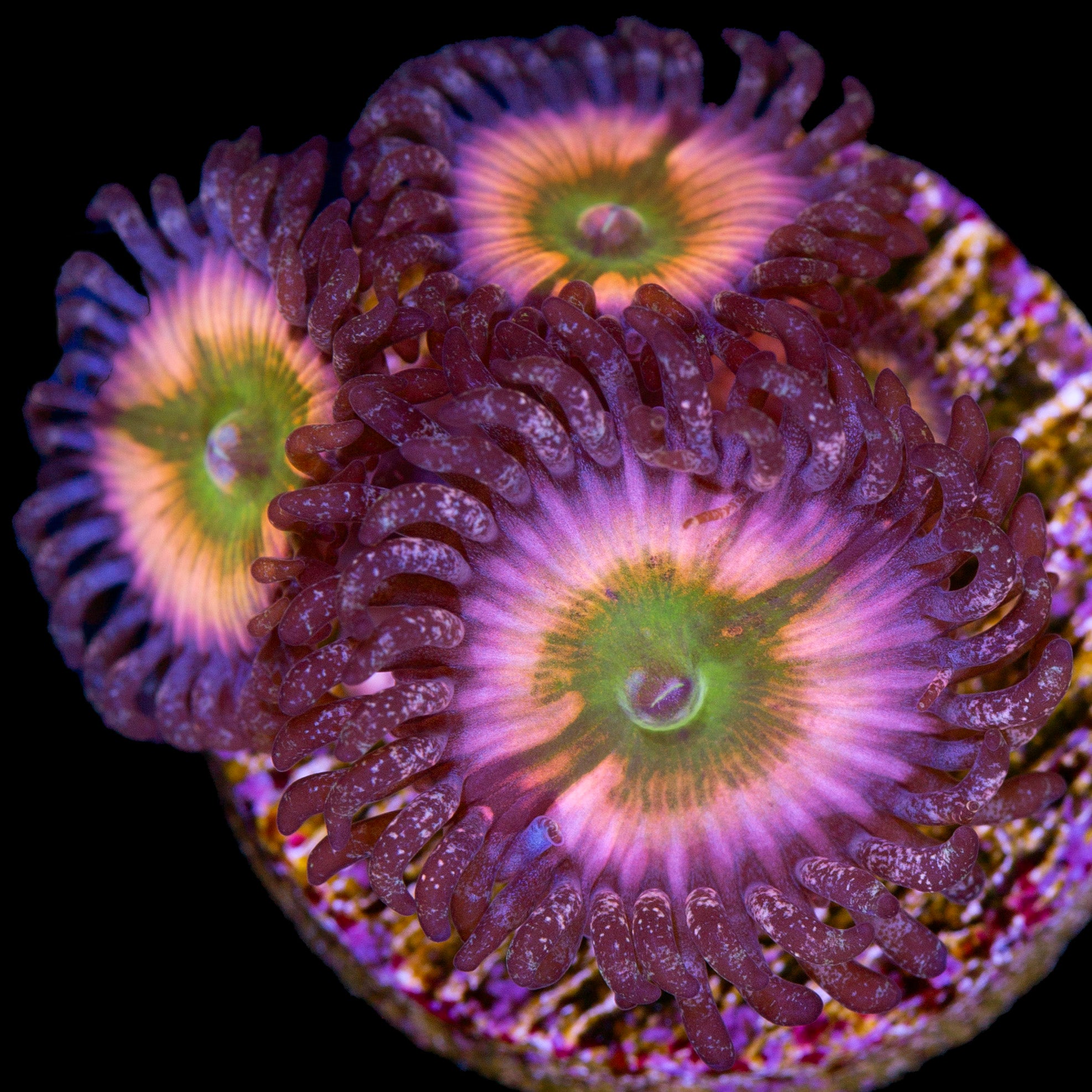 Vivid's Rainbow Infustion Zoanthids