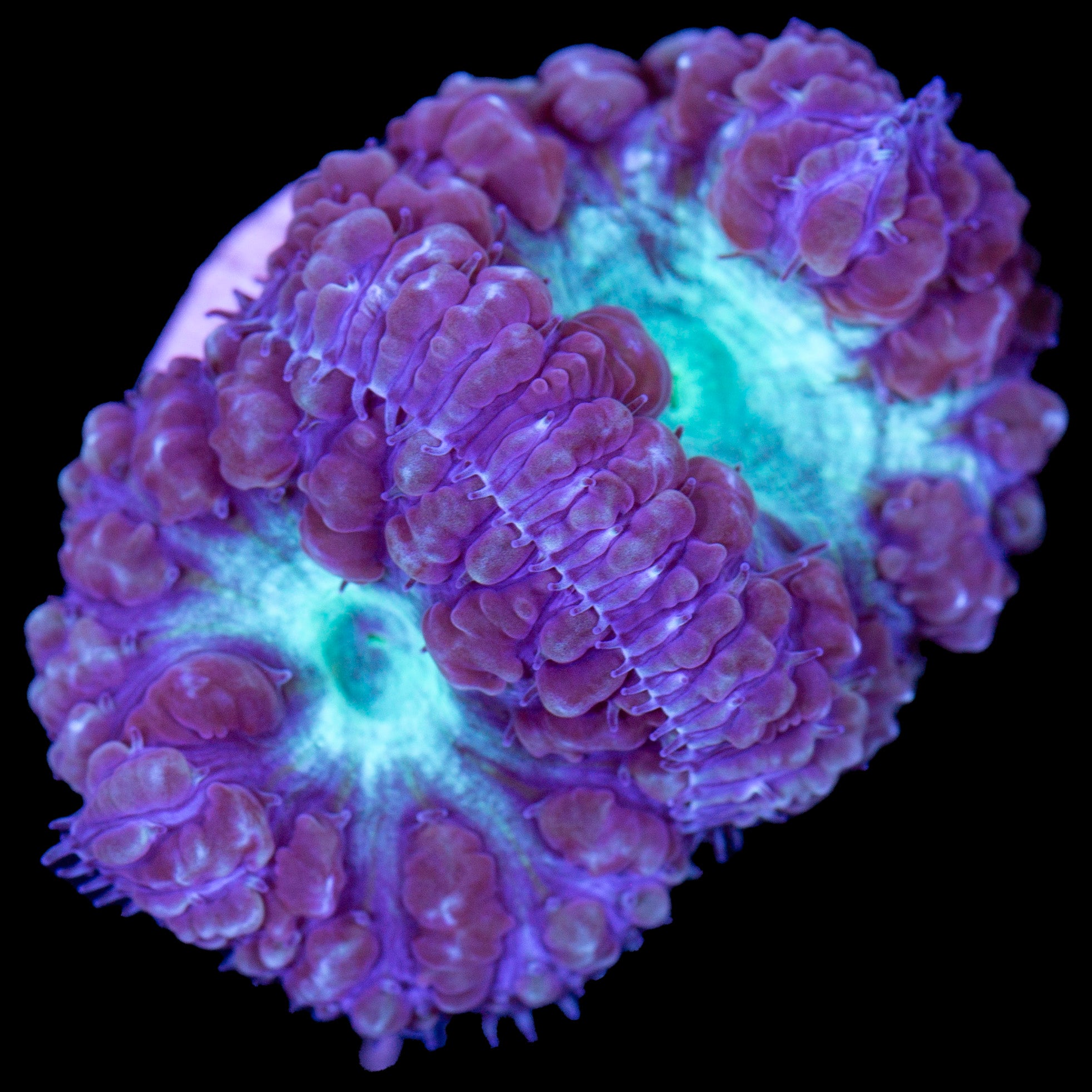 Joker Blastomussa Wellsi Coral