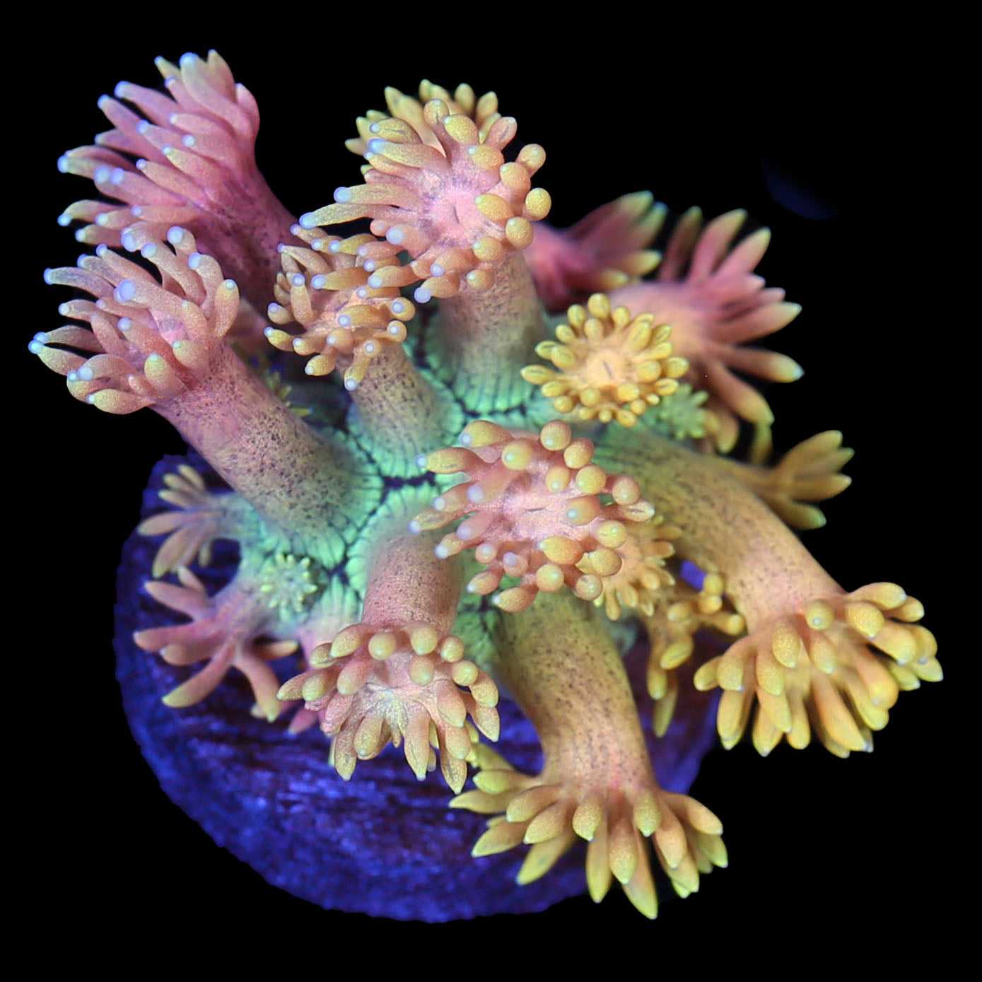 Yellow Rose Goniopora Coral