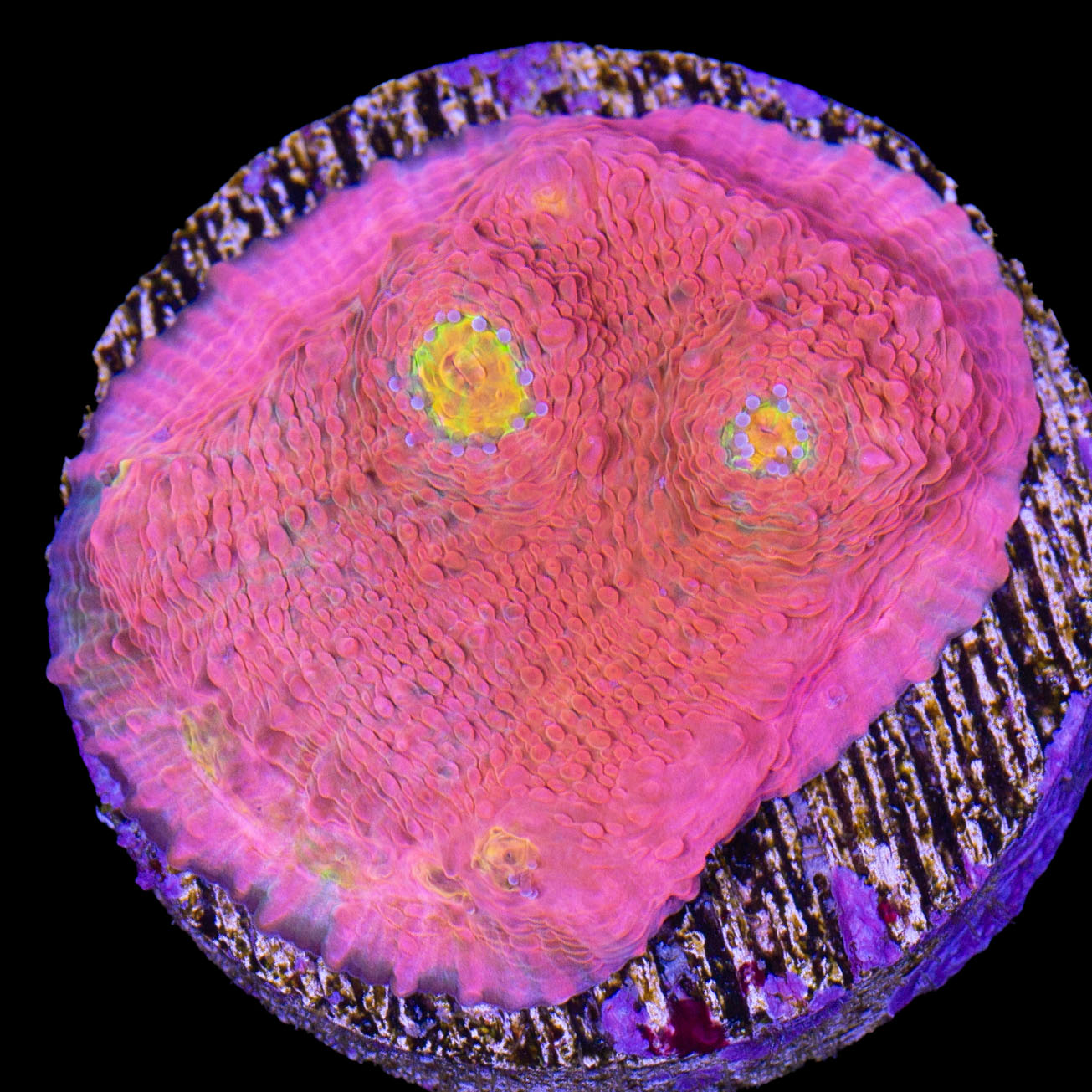 Original Vivid Echinophyllia Coral