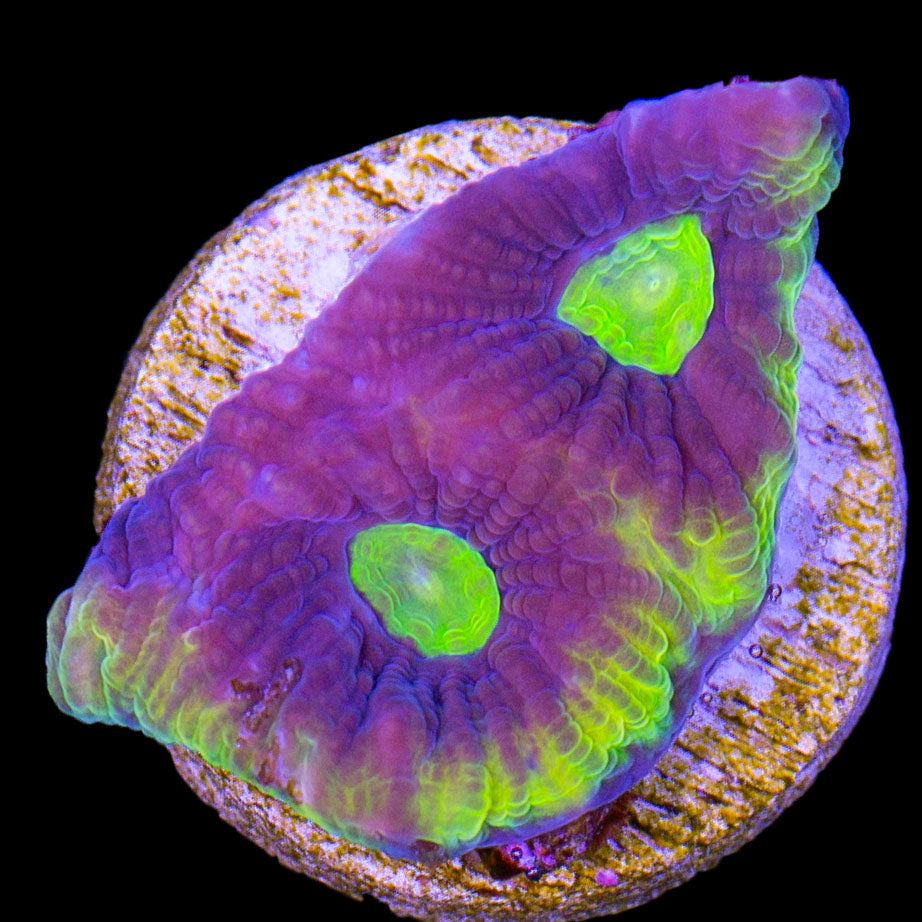 Prism Goniastrea Coral
