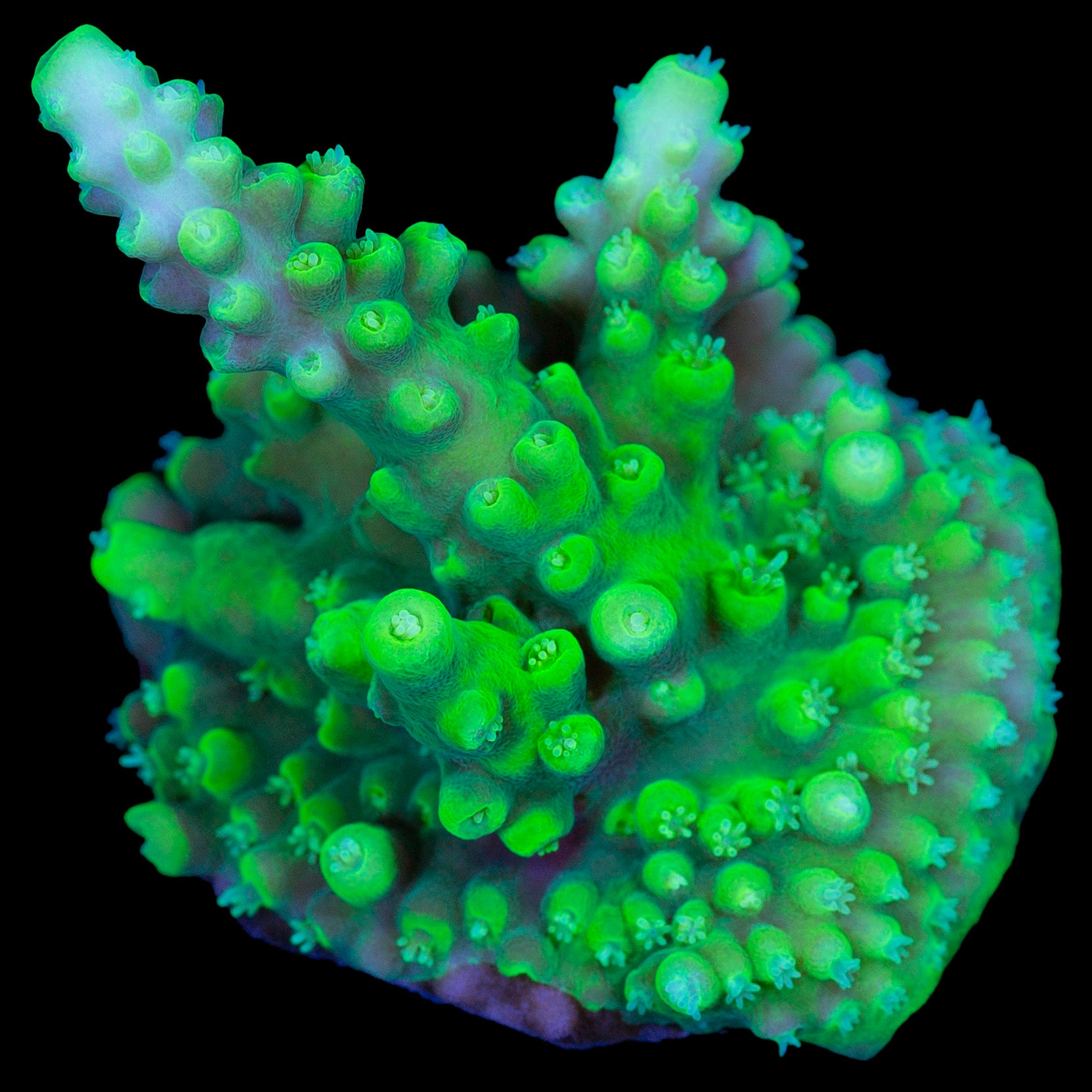 Toxic Green Acropora Coral