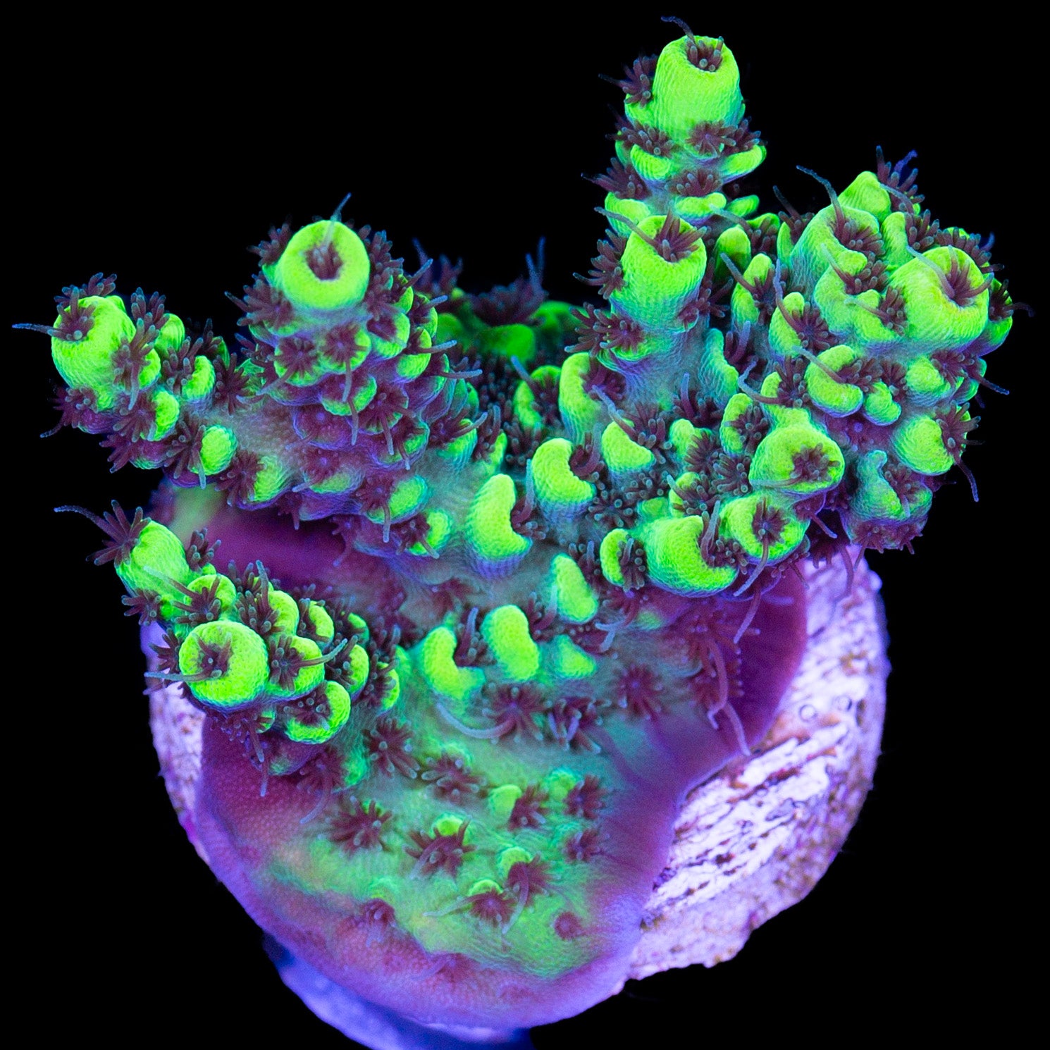 Highlighter Acropora Coral