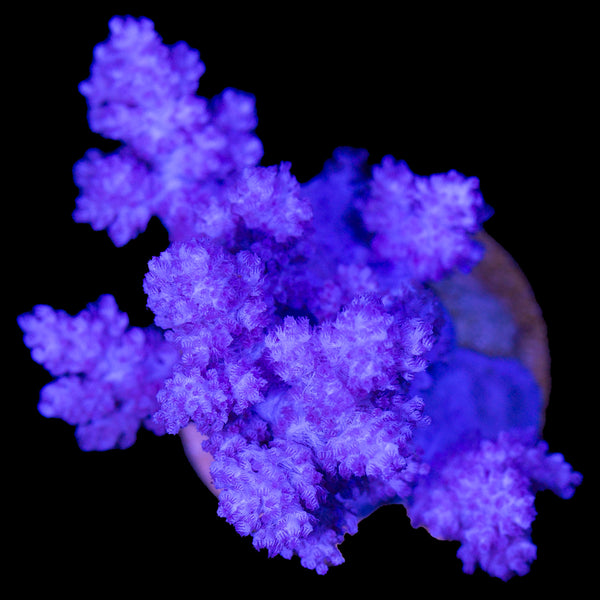 UC Koji Wada Nepthea Coral - Vivid Aquariums