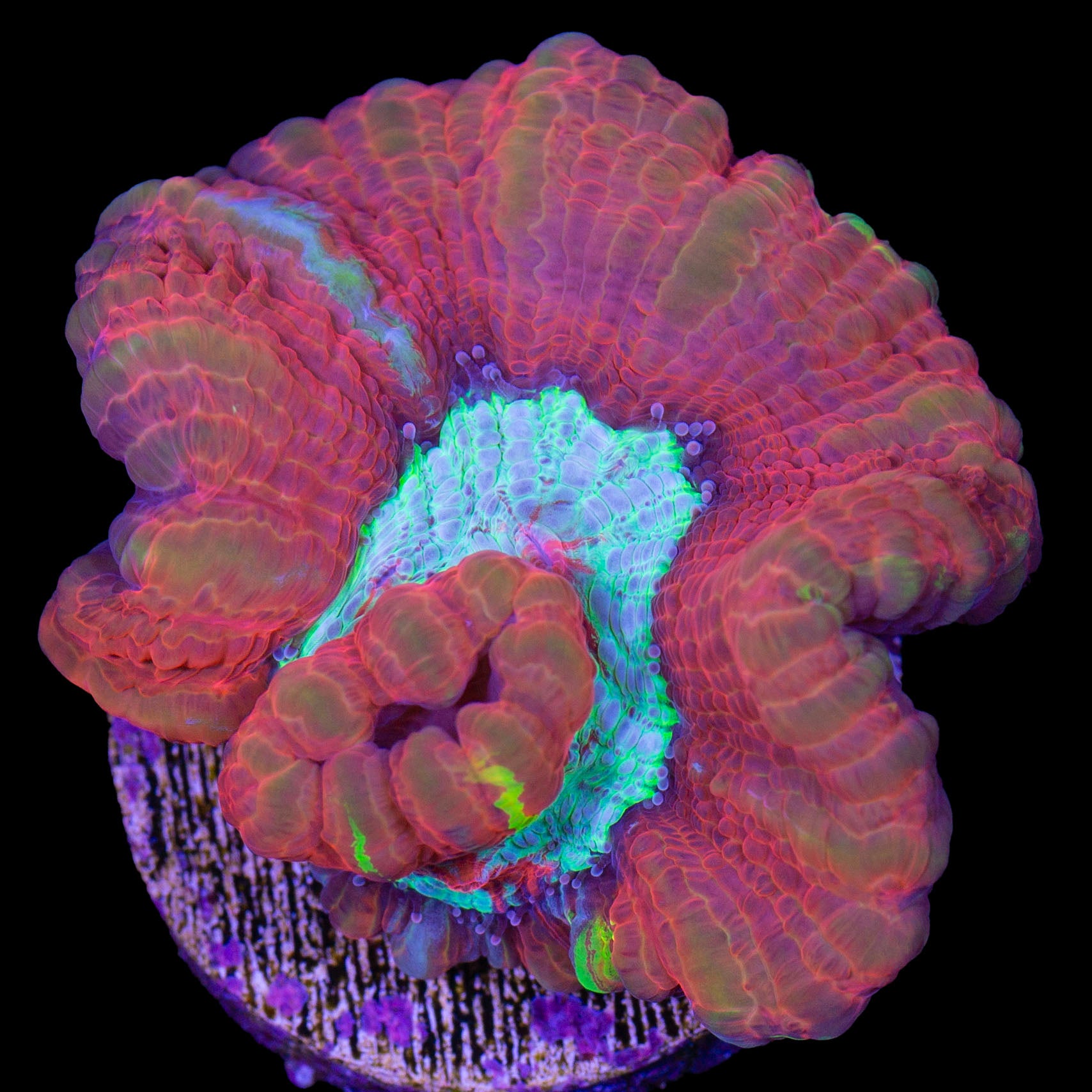 Ultra Rainbow Symphyllia Wilsoni Coral