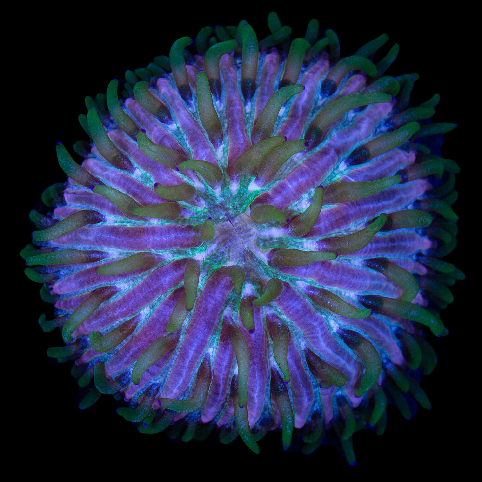 Royal Orchid Fungia Plate Coral