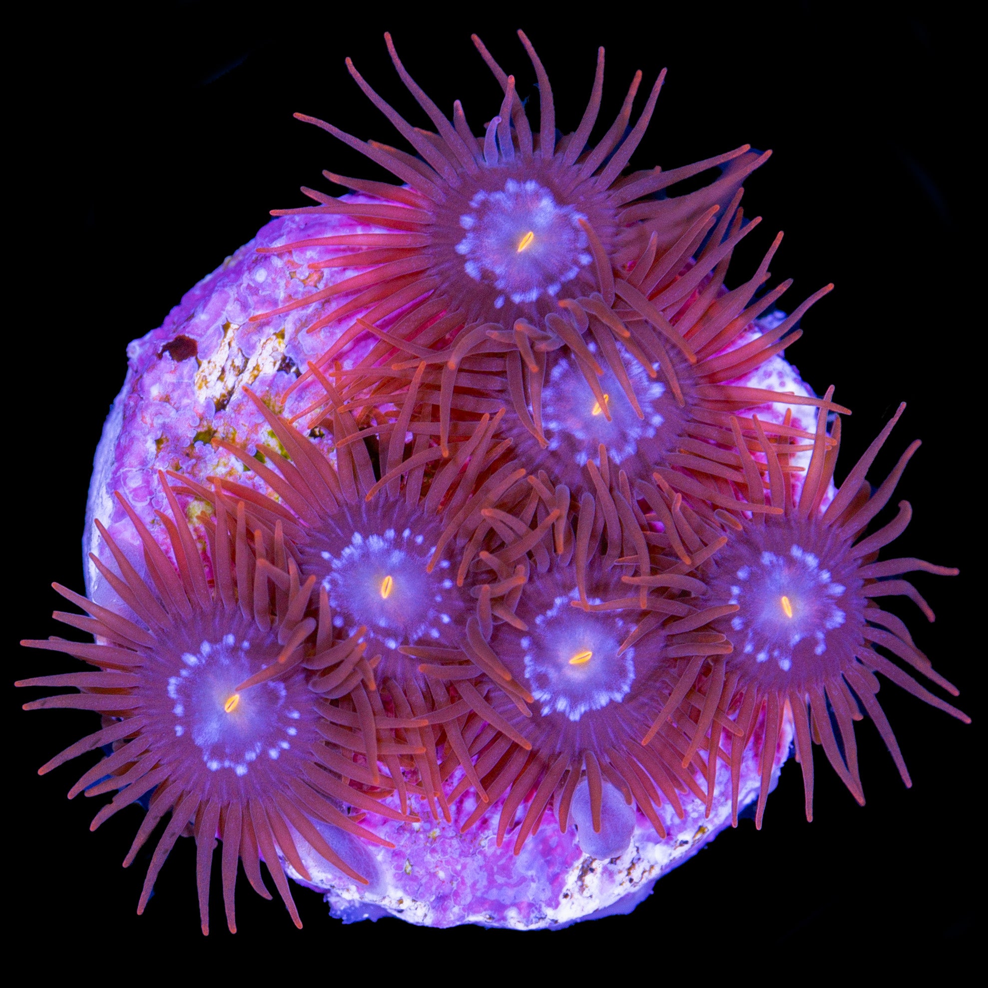 Vivid's Mystique Zoanthids